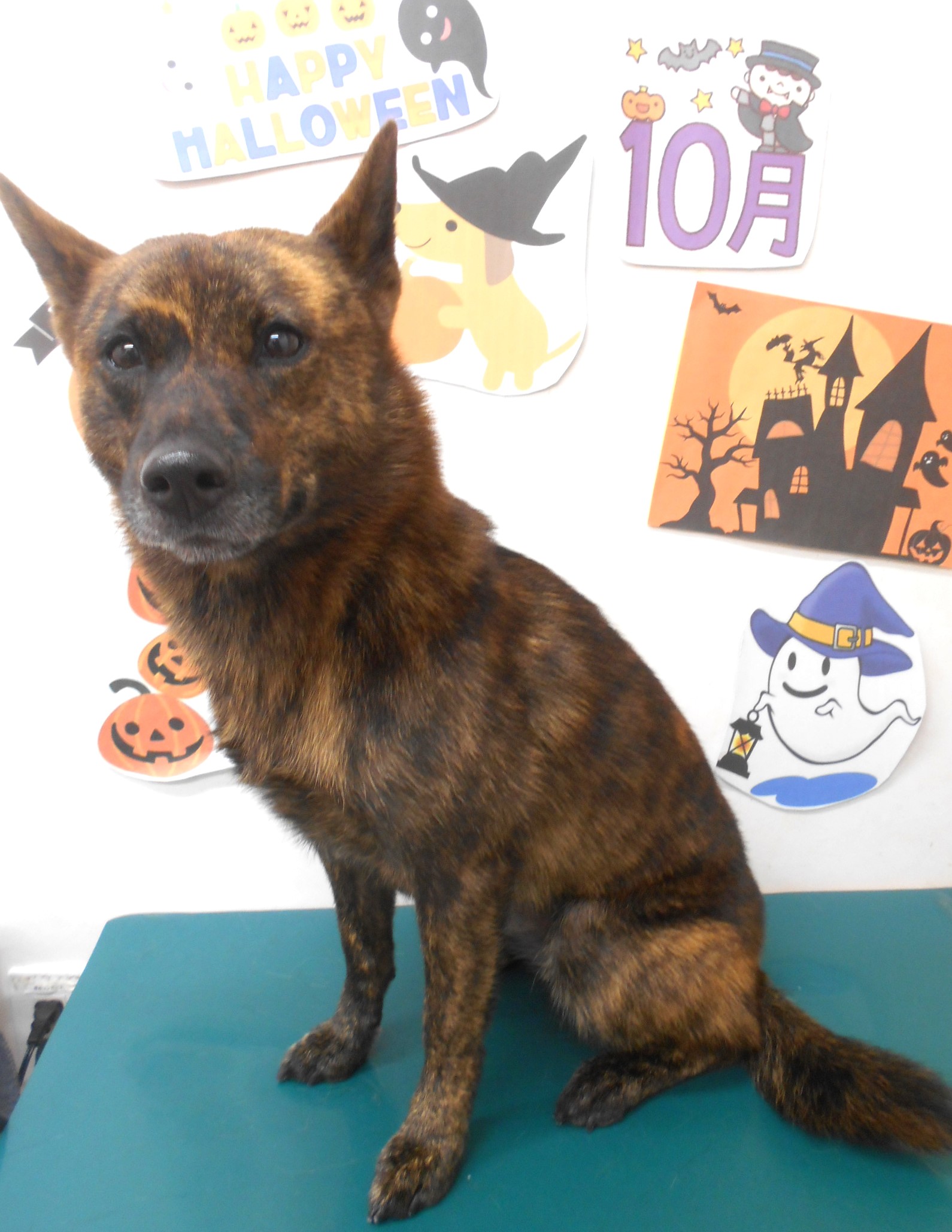甲斐犬のトリミングカット シュシュどうぶつ病院の1枚目