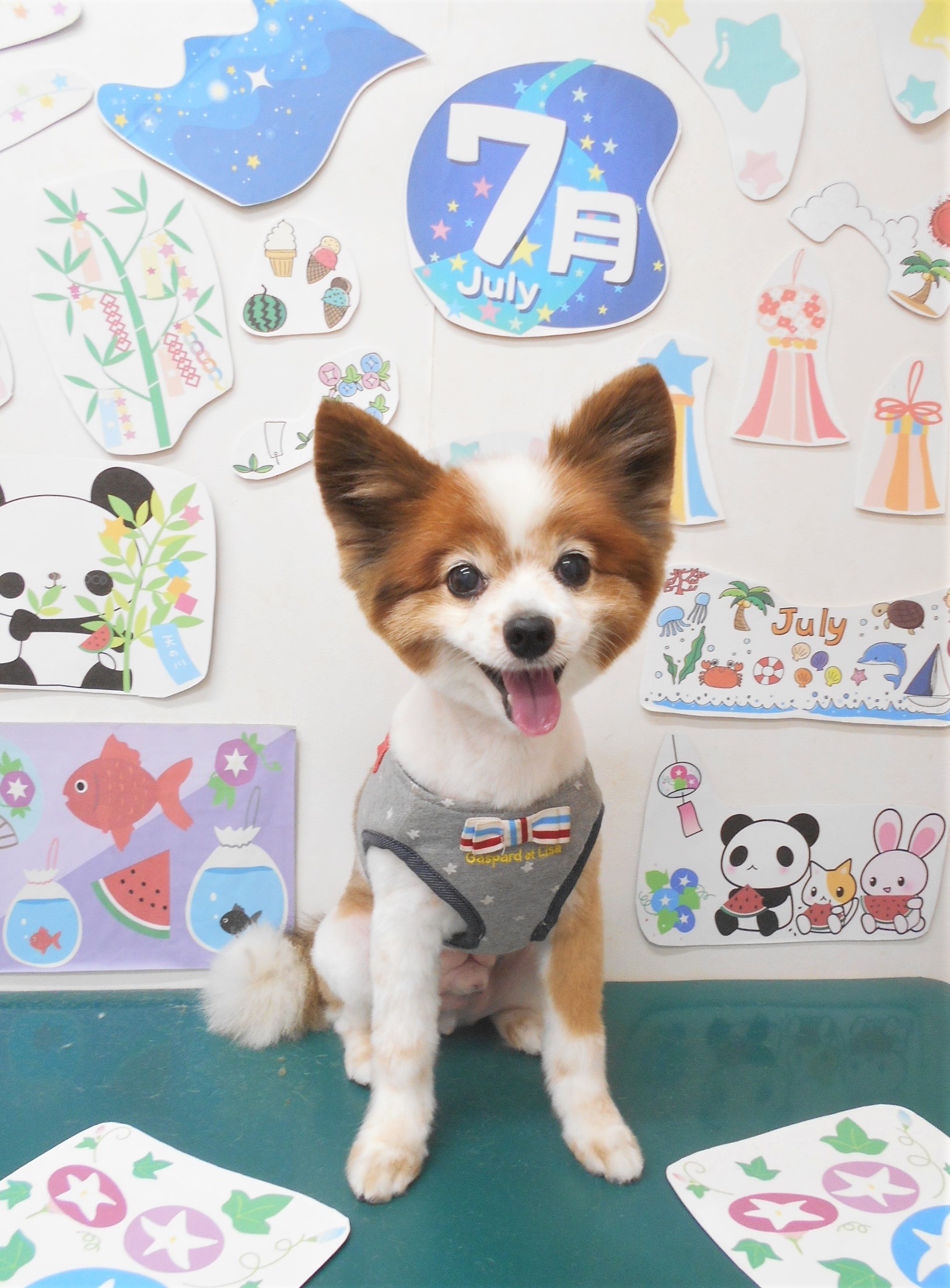 パピヨンのトリミングカット シュシュどうぶつ病院の1枚目