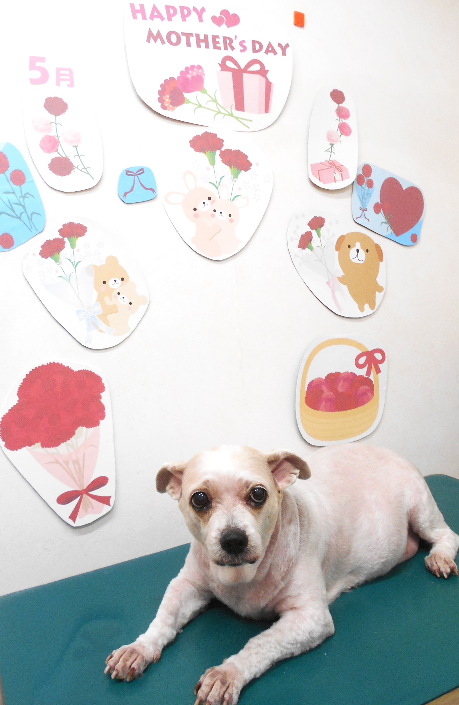 ミックス犬(その他)のトリミングカット シュシュどうぶつ病院の1枚目
