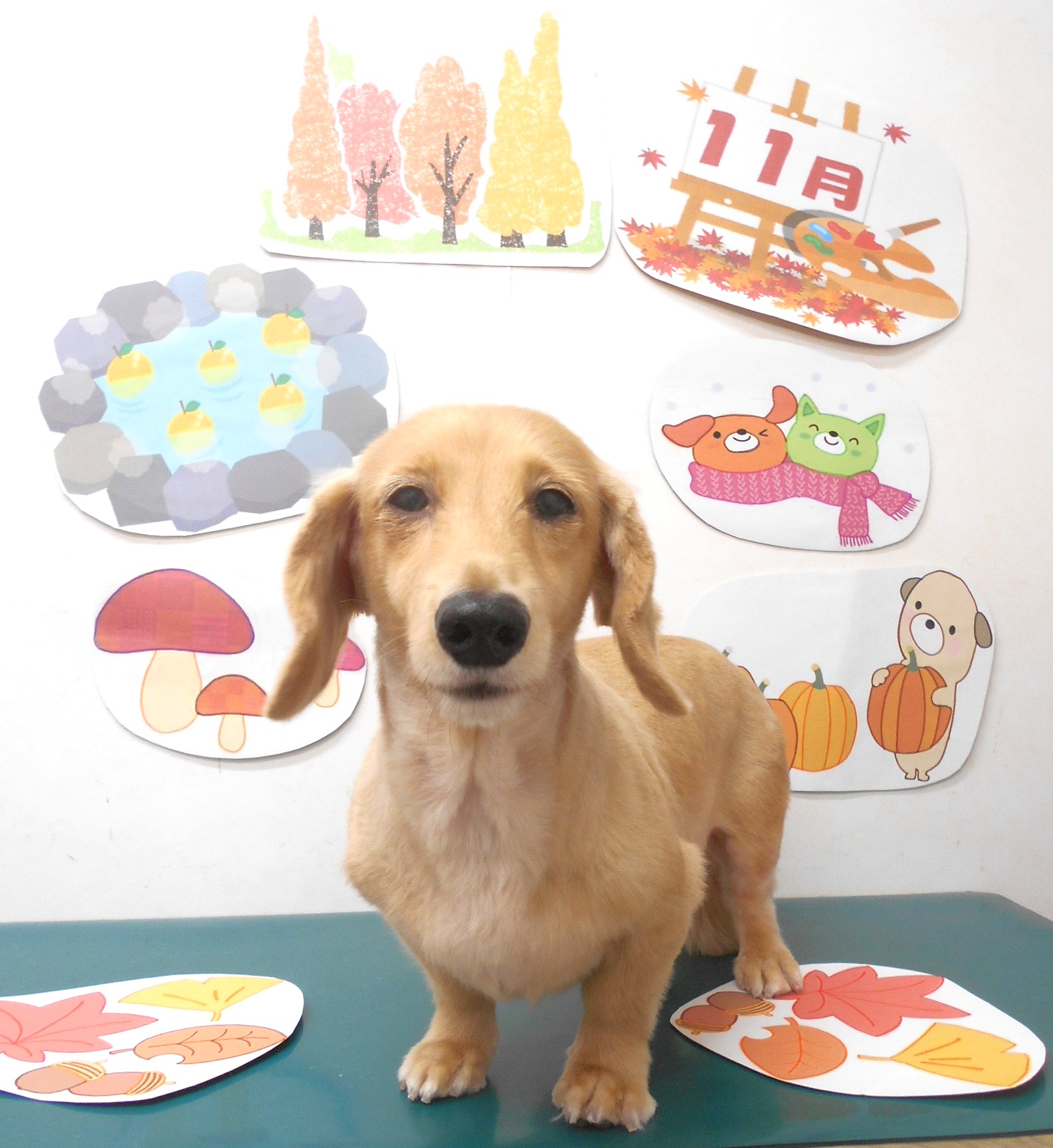 カニンヘンダックスフンドのトリミングカット シュシュどうぶつ病院の1枚目