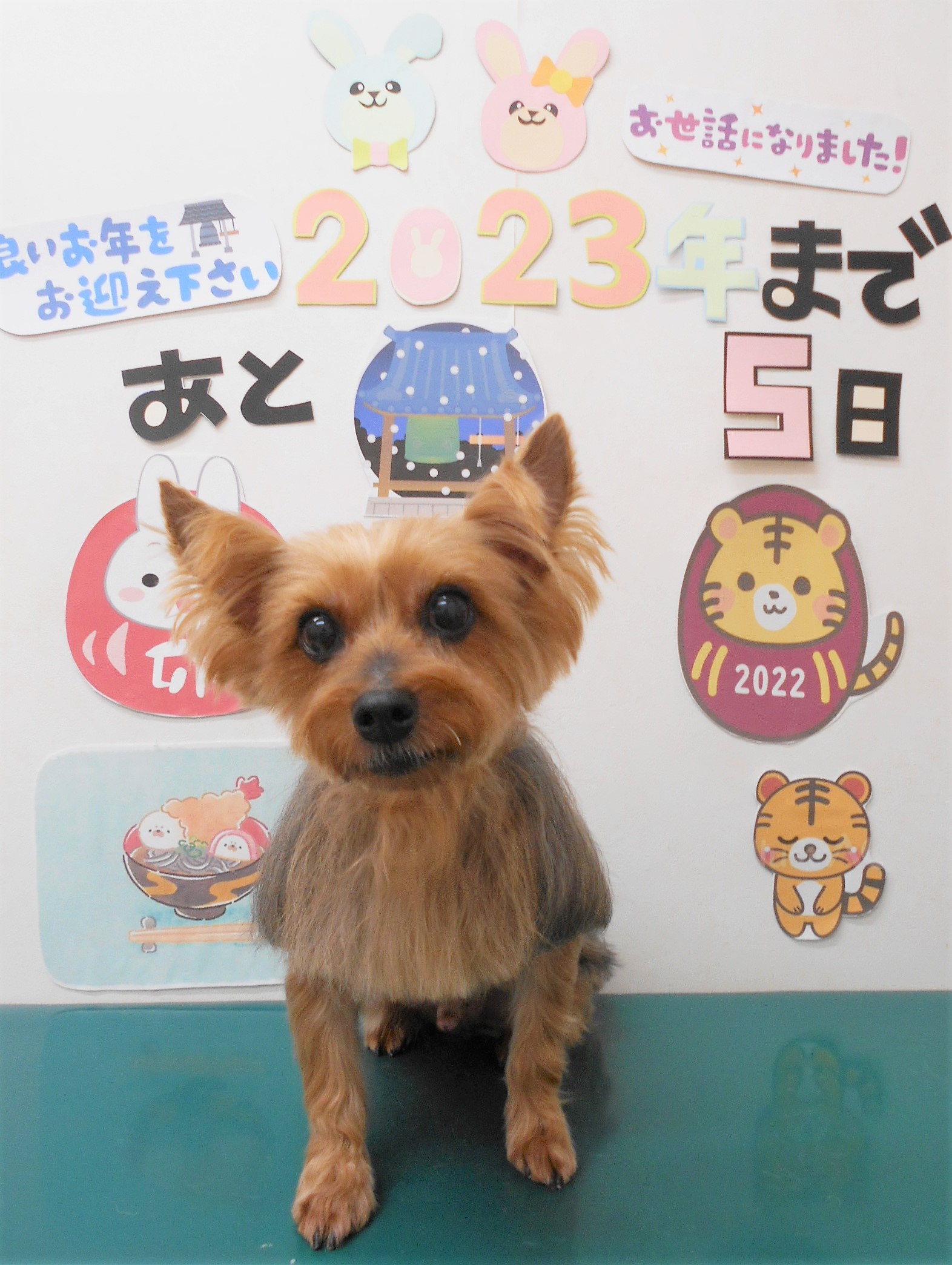 ヨークシャーテリアのトリミングカット シュシュどうぶつ病院の1枚目