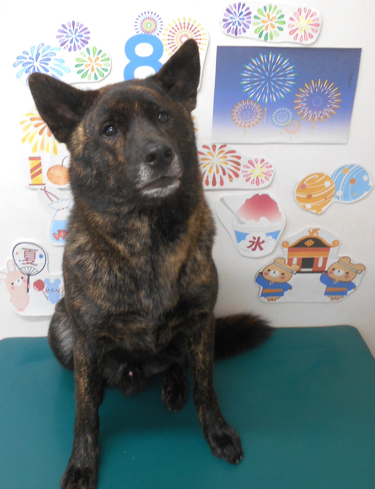 甲斐犬のトリミングカット シュシュどうぶつ病院の1枚目