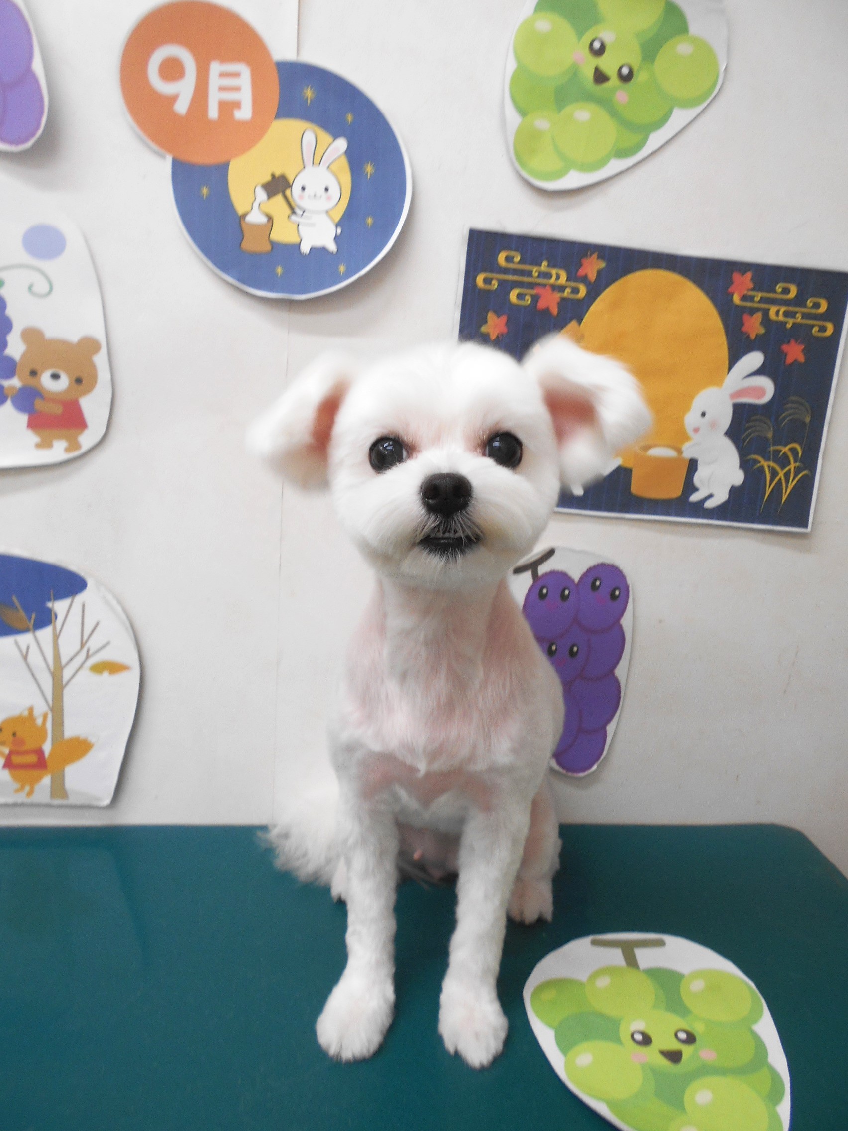 ミックス犬(その他)のトリミングカット シュシュどうぶつ病院の1枚目