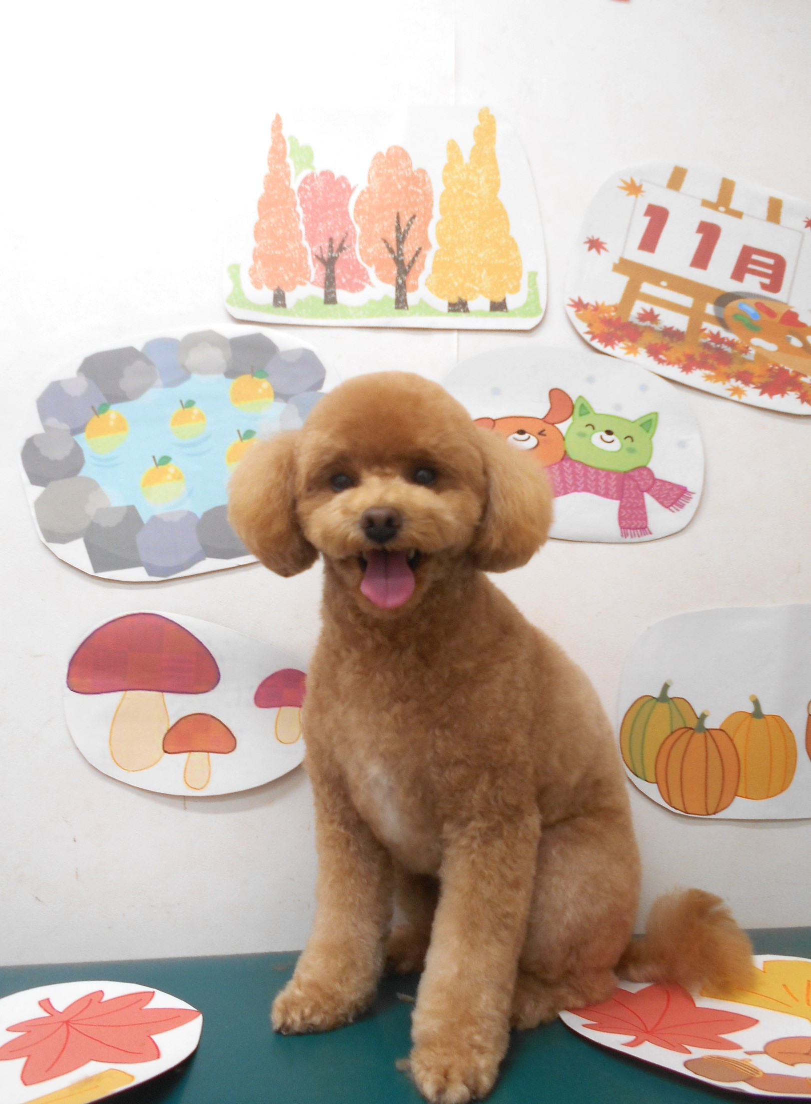 トイプードルのトリミングカット シュシュどうぶつ病院の1枚目
