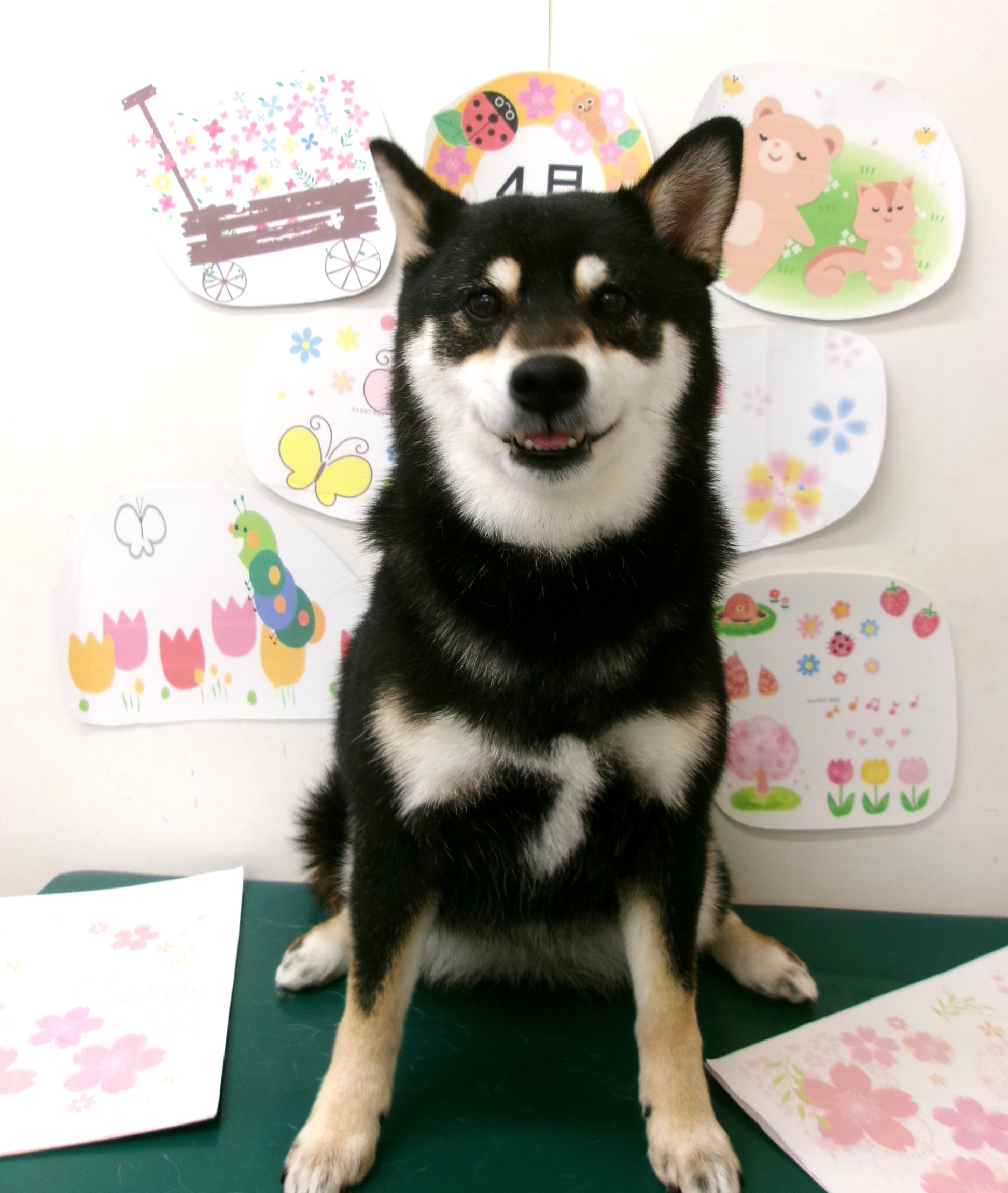 トリミングサロン シュシュどうぶつ病院のトリミングカット-9929の1枚目