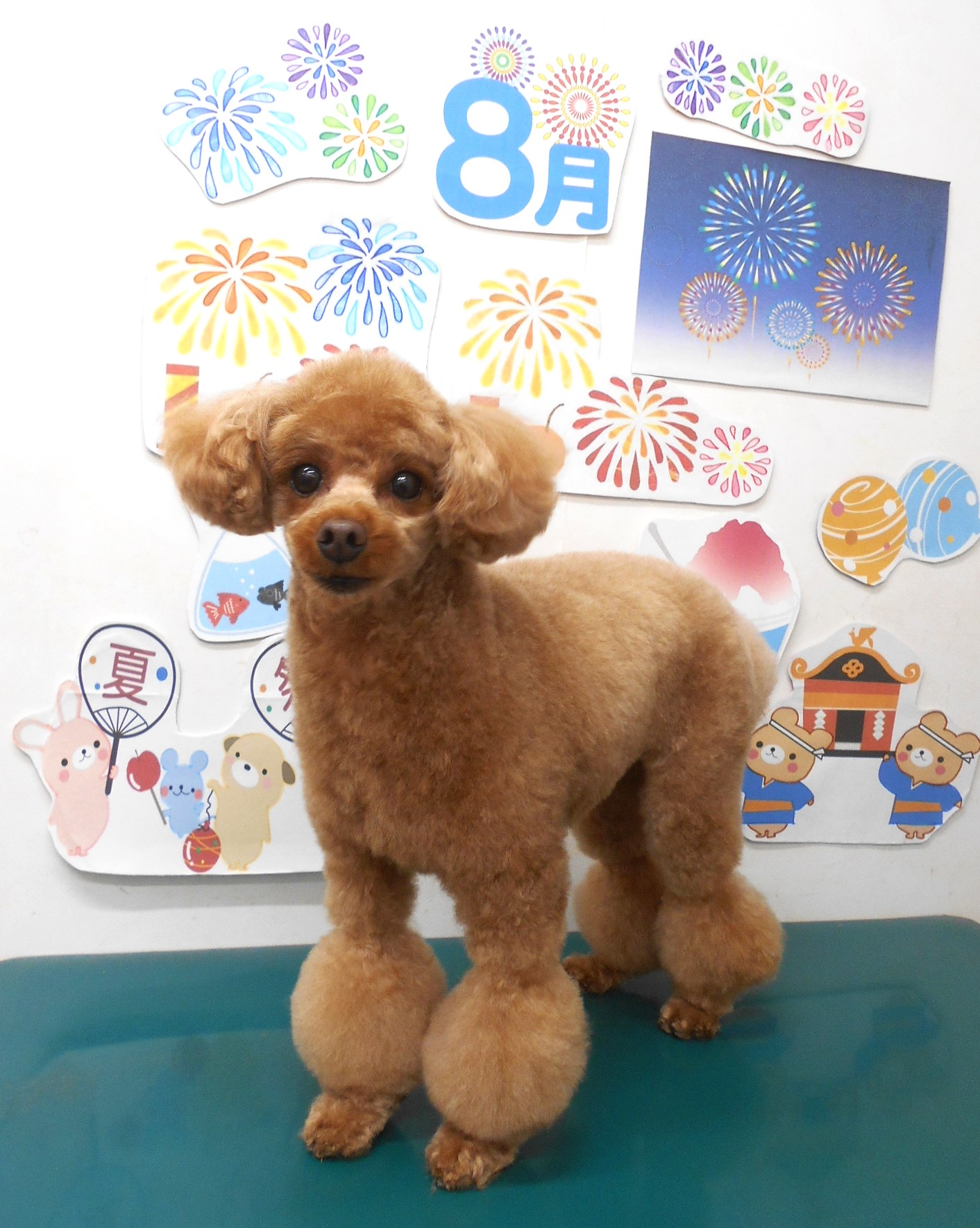 トイプードルのトリミングカット シュシュどうぶつ病院の1枚目