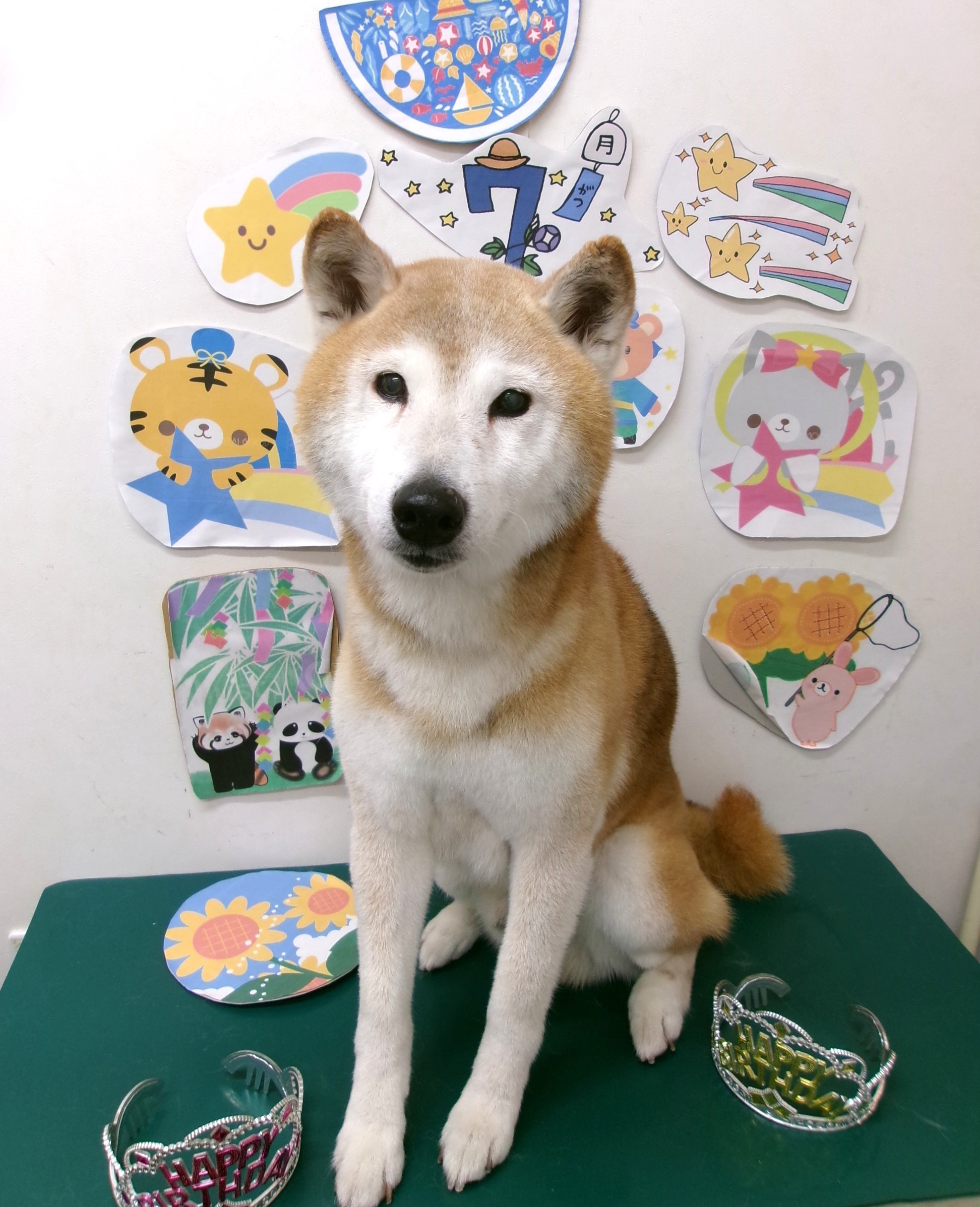 トリミングサロン シュシュどうぶつ病院のトリミングカット-10214の1枚目