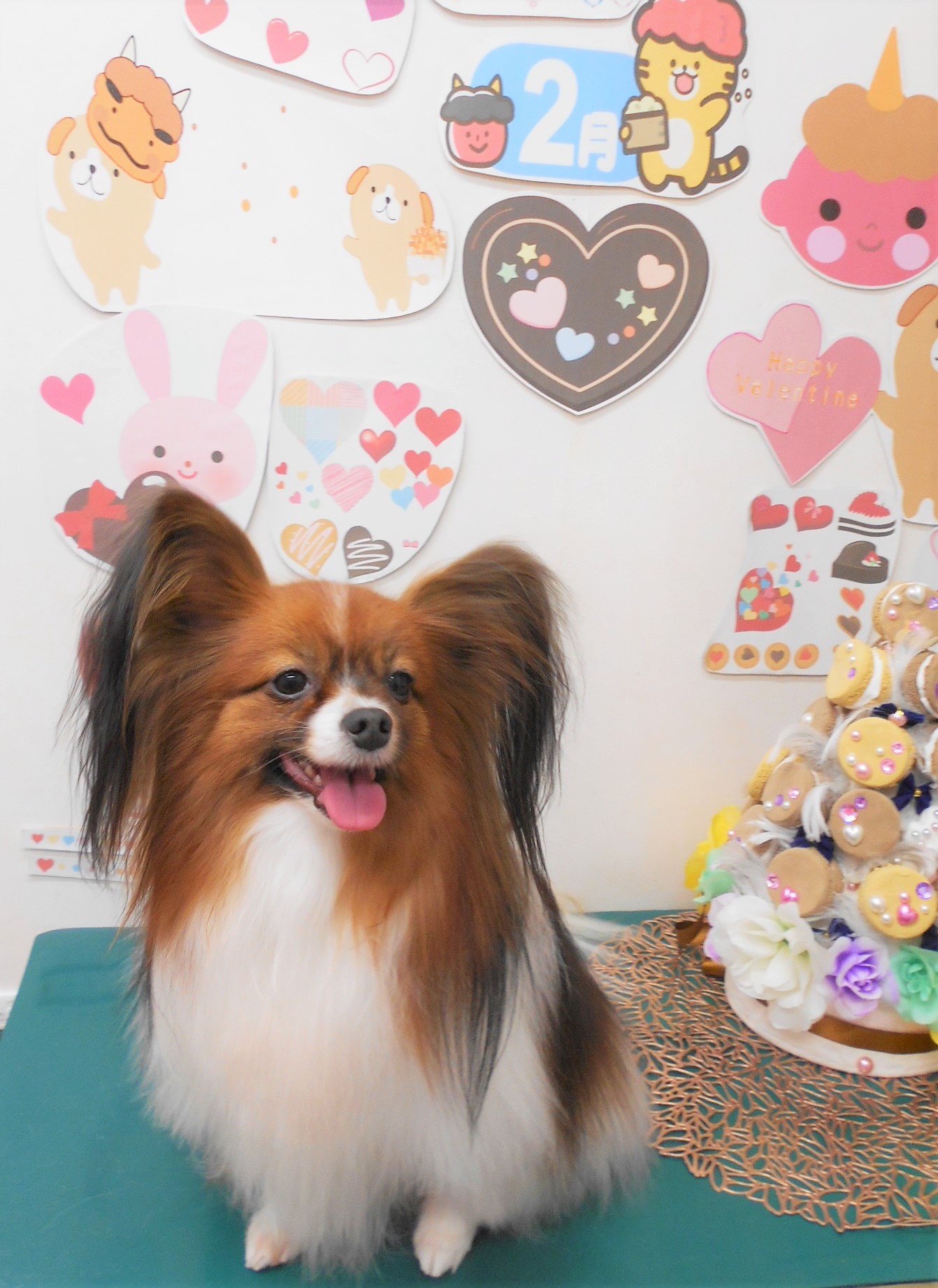 パピヨンのトリミングカット シュシュどうぶつ病院の1枚目