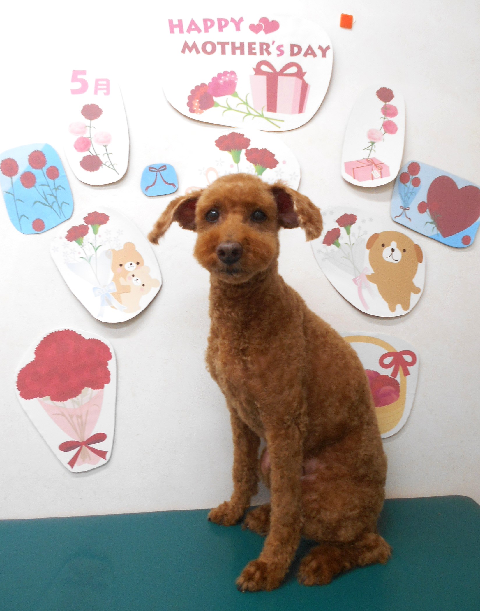 トイプードルのトリミングカット シュシュどうぶつ病院の1枚目
