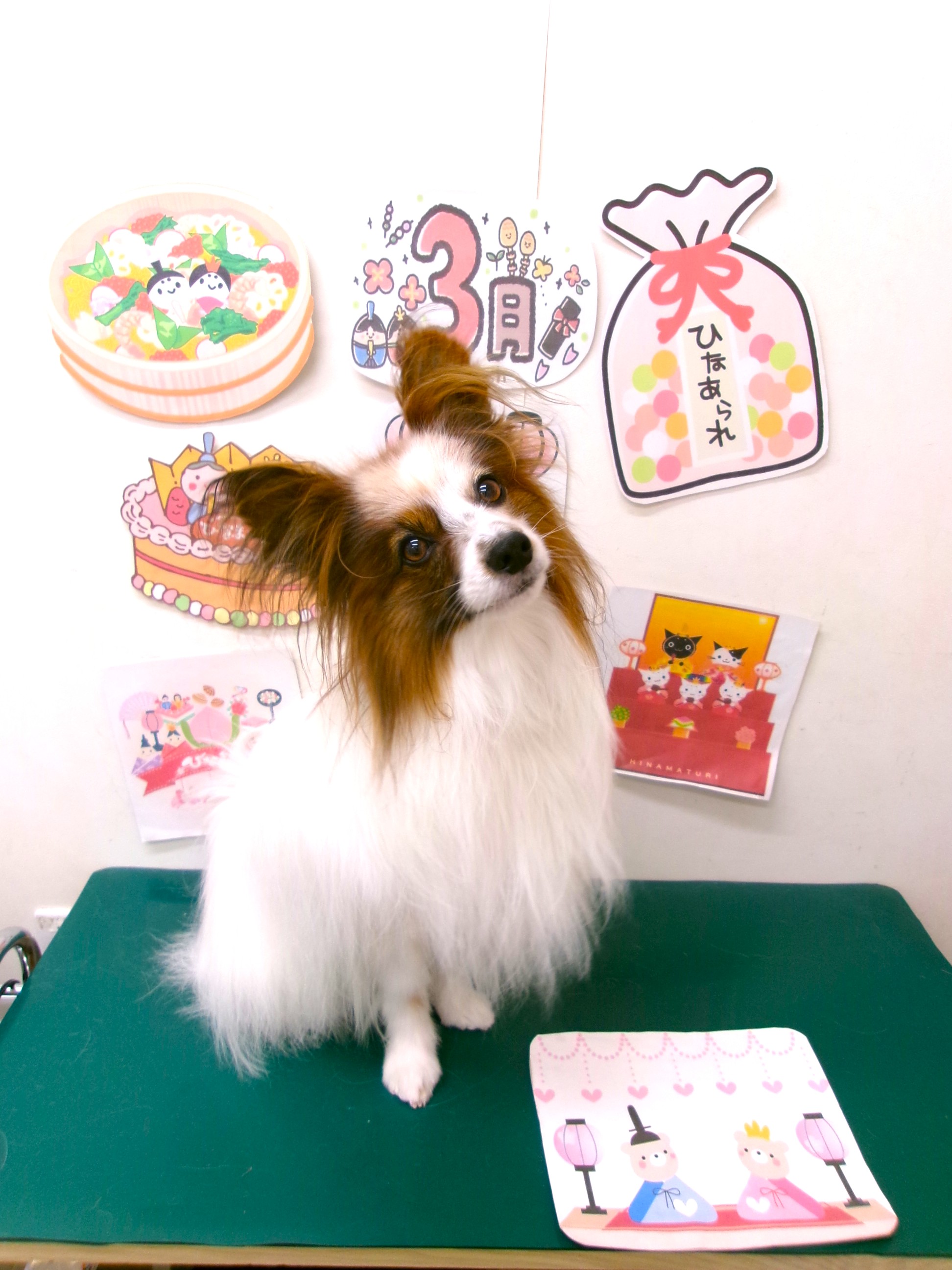 トリミングサロン シュシュどうぶつ病院のトリミングカット-9879の1枚目