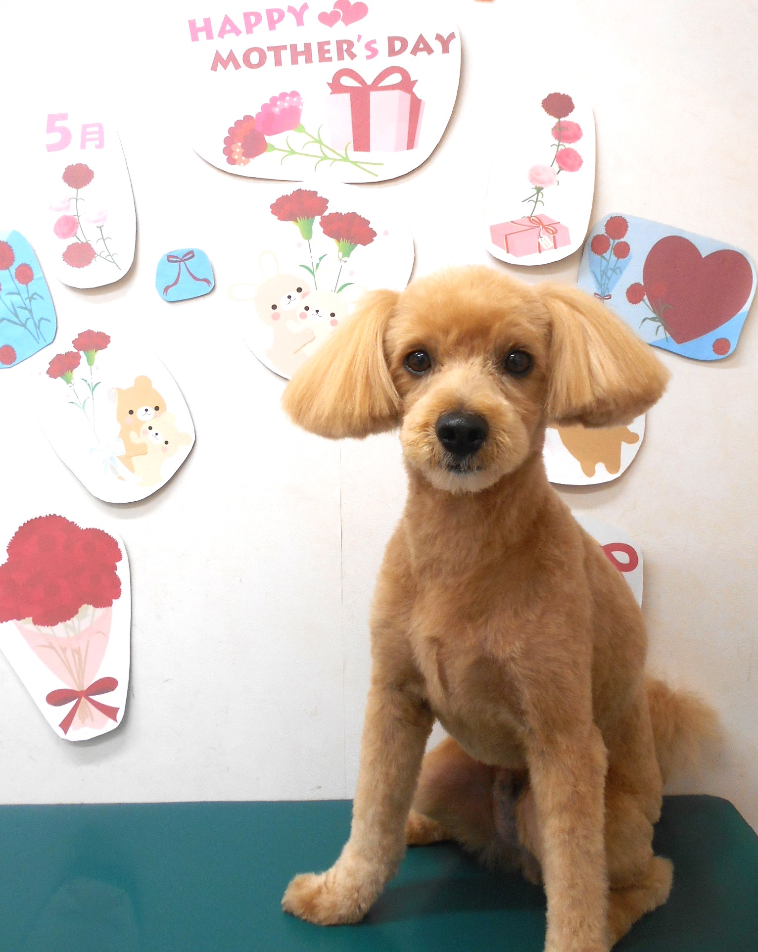 ミックス犬(その他)のトリミングカット シュシュどうぶつ病院の1枚目