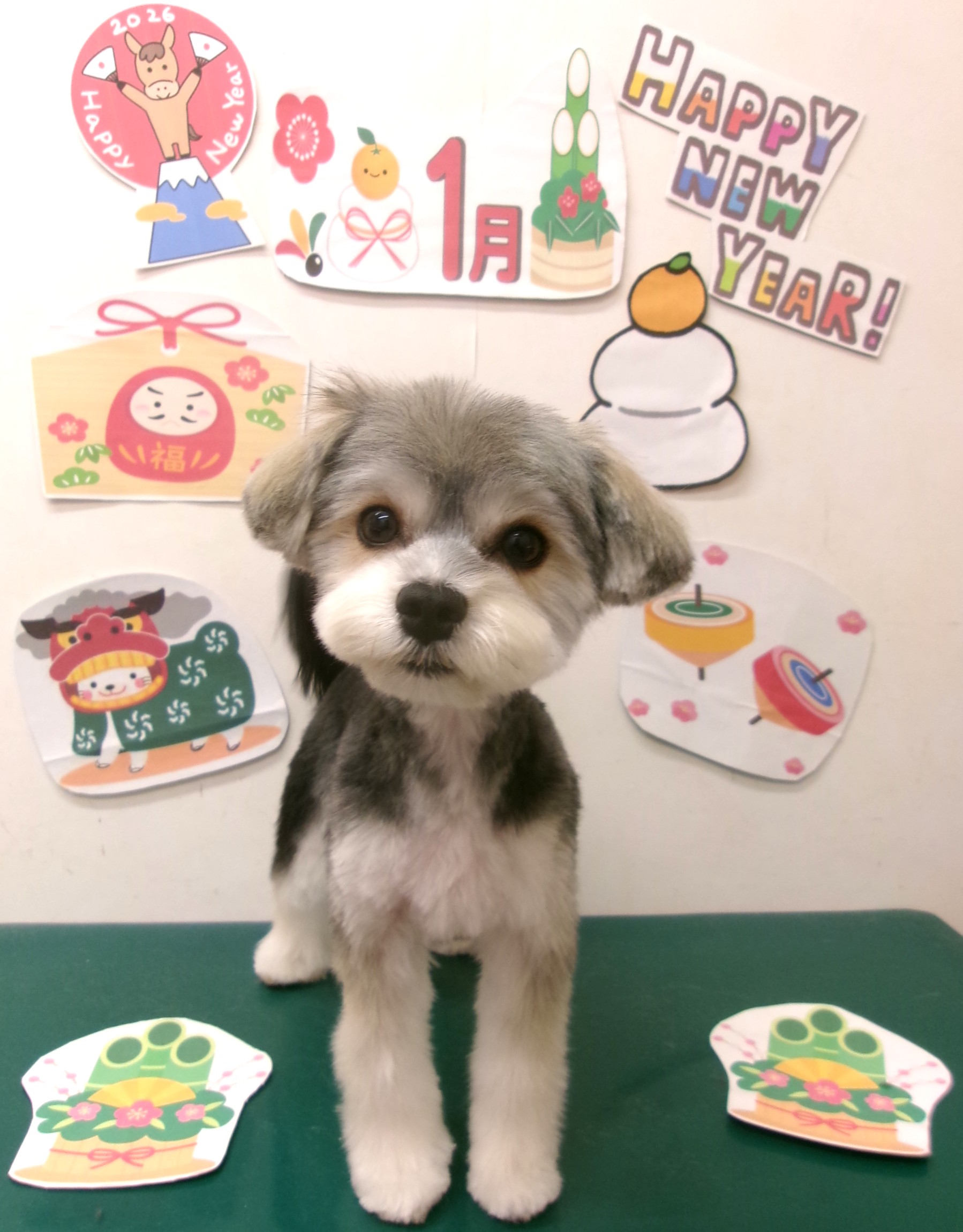 マルキー (マルチーズ×ヨークシャーテリア)のトリミングカット シュシュどうぶつ病院の1枚目