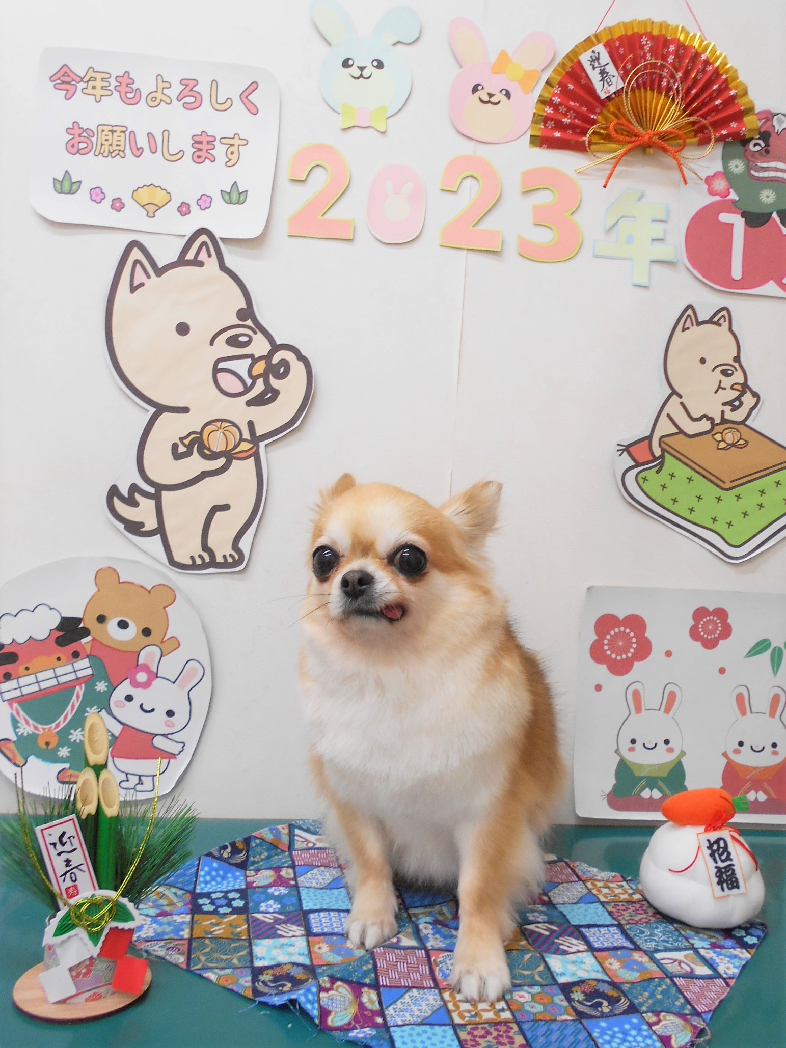 チワワのトリミングカット シュシュどうぶつ病院の1枚目