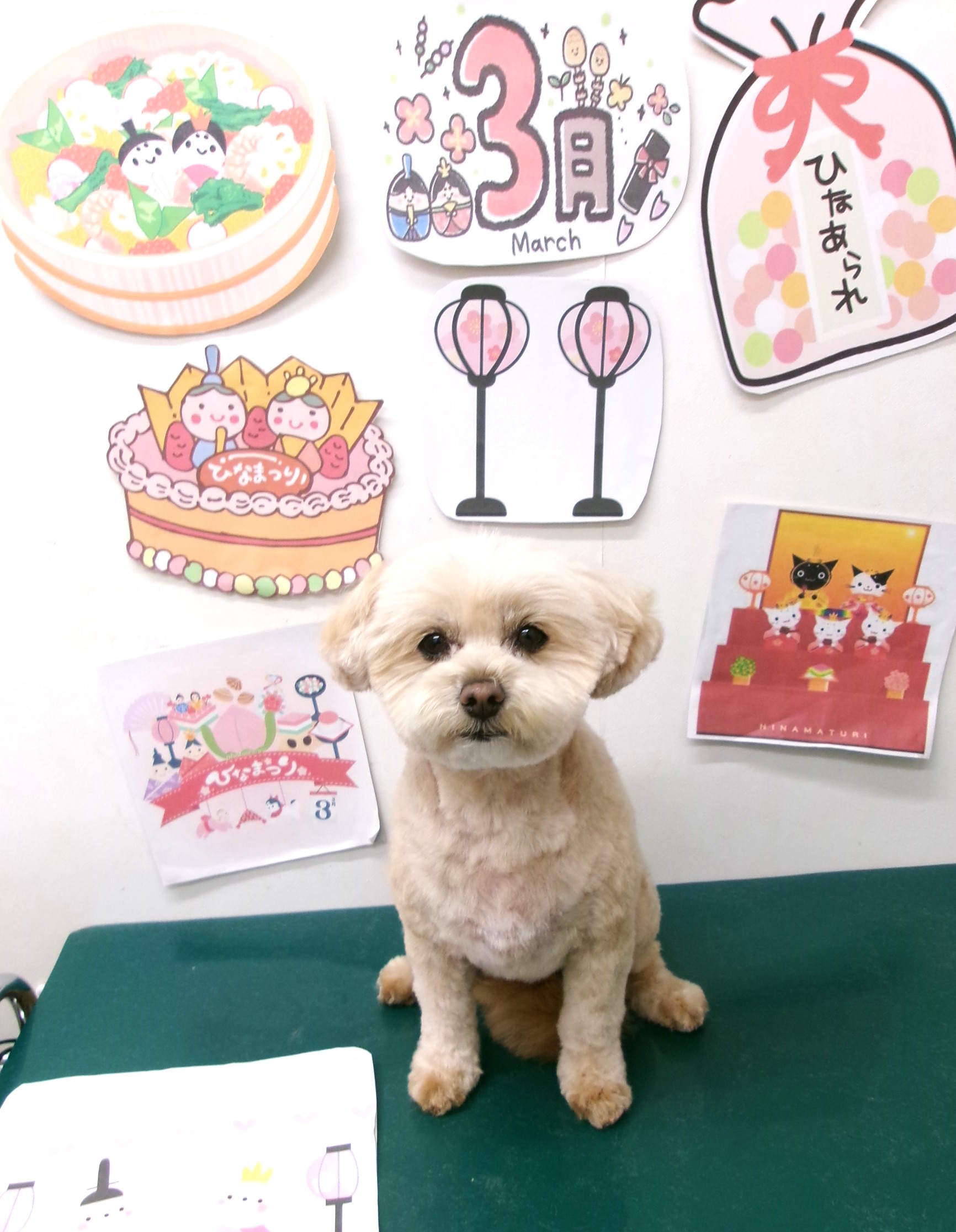 トリミングサロン シュシュどうぶつ病院のトリミングカット-9885の1枚目