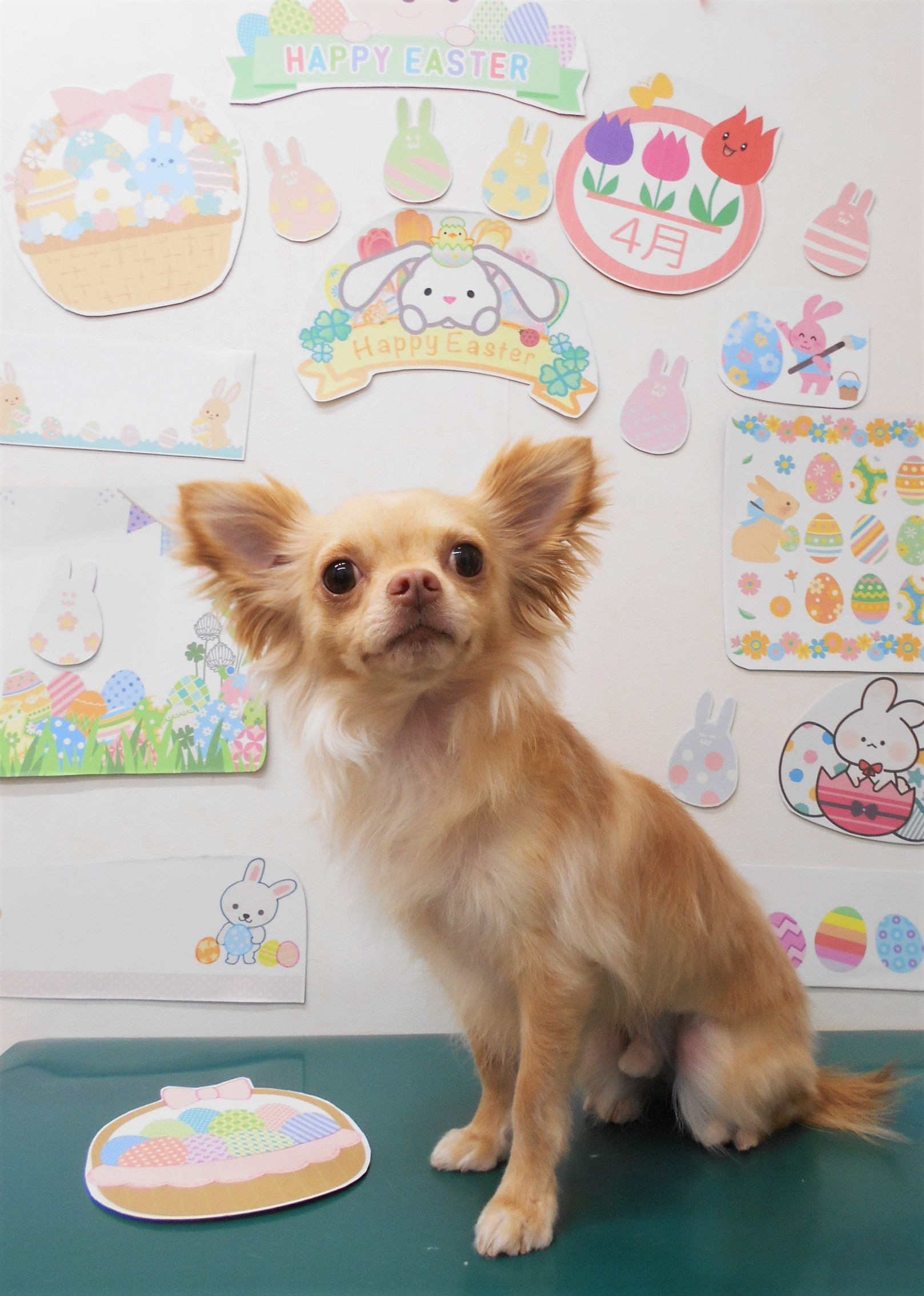チワワのトリミングカット シュシュどうぶつ病院の1枚目