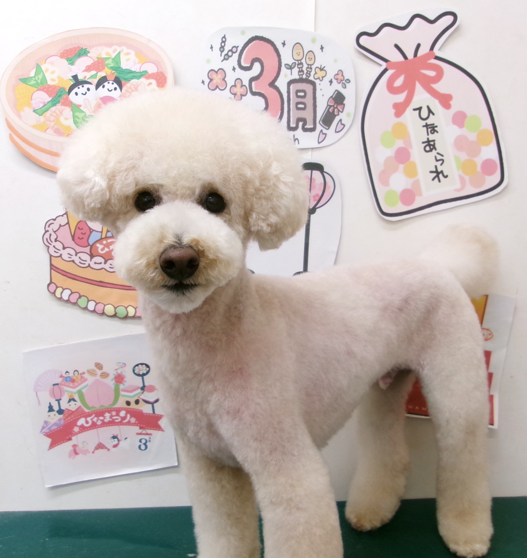 トリミングサロン シュシュどうぶつ病院のトリミングカット-9894の1枚目