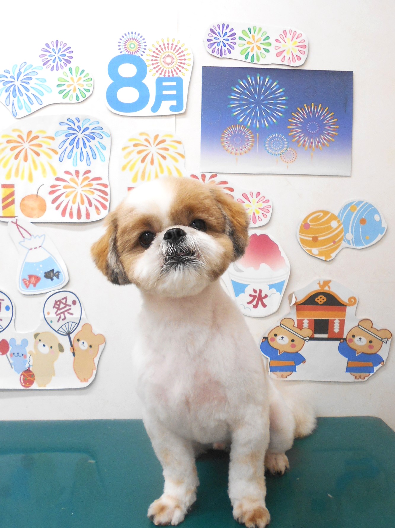シーズーのトリミングカット シュシュどうぶつ病院の1枚目