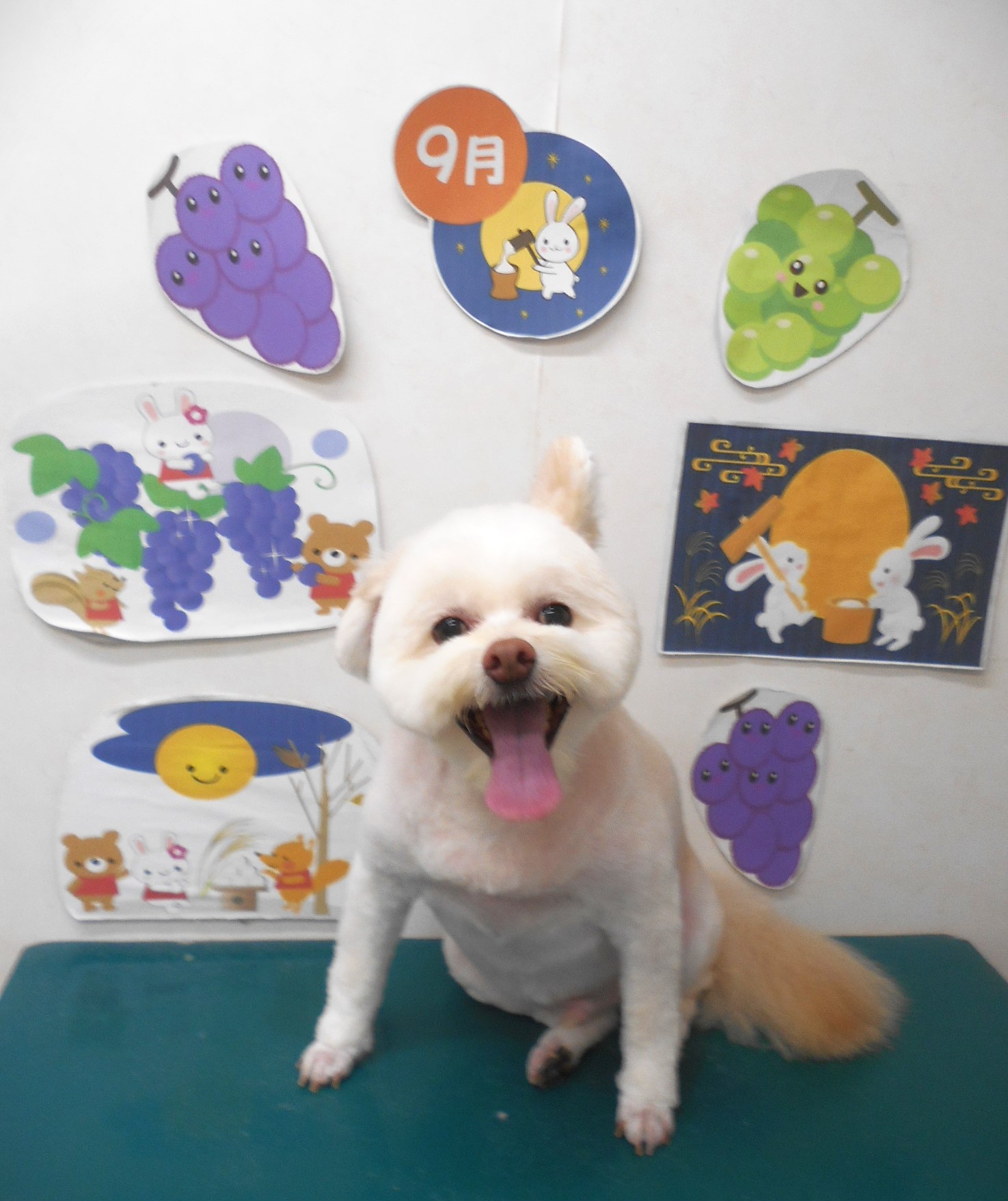 ミックス犬(その他)のトリミングカット シュシュどうぶつ病院の1枚目