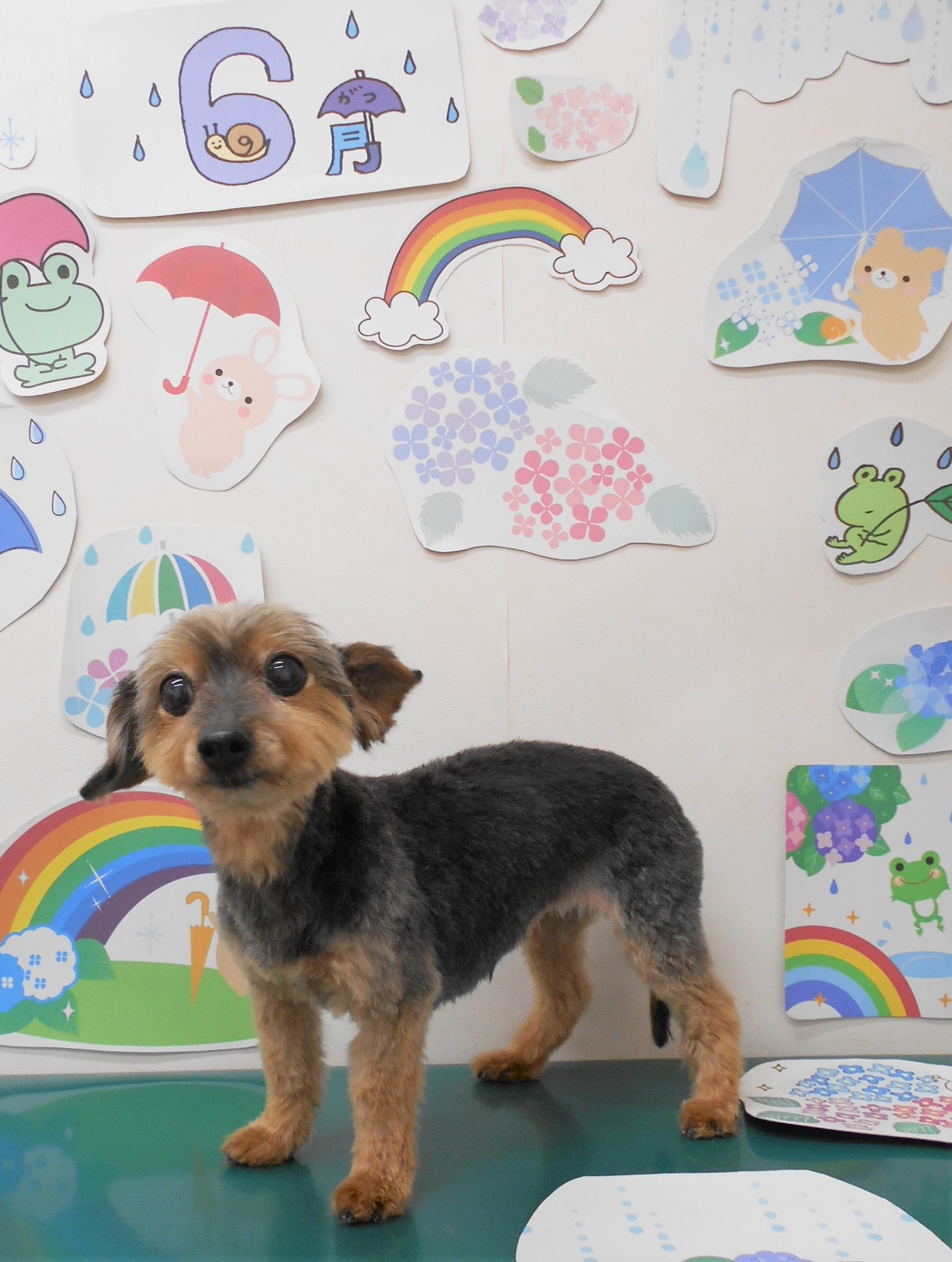 ミックス犬(その他)のトリミングカット シュシュどうぶつ病院の1枚目