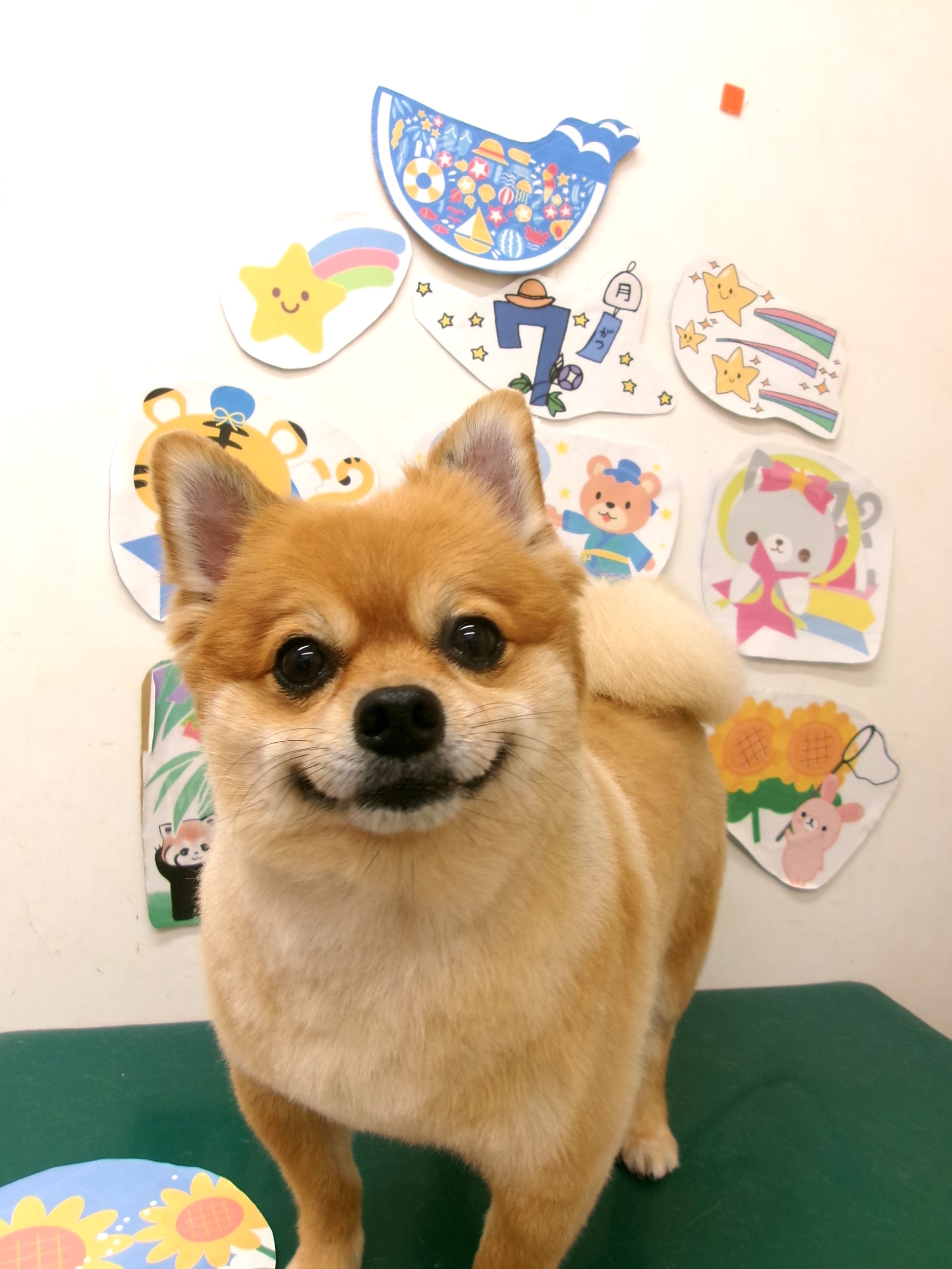 トリミングサロン シュシュどうぶつ病院のトリミングカット-10206の1枚目