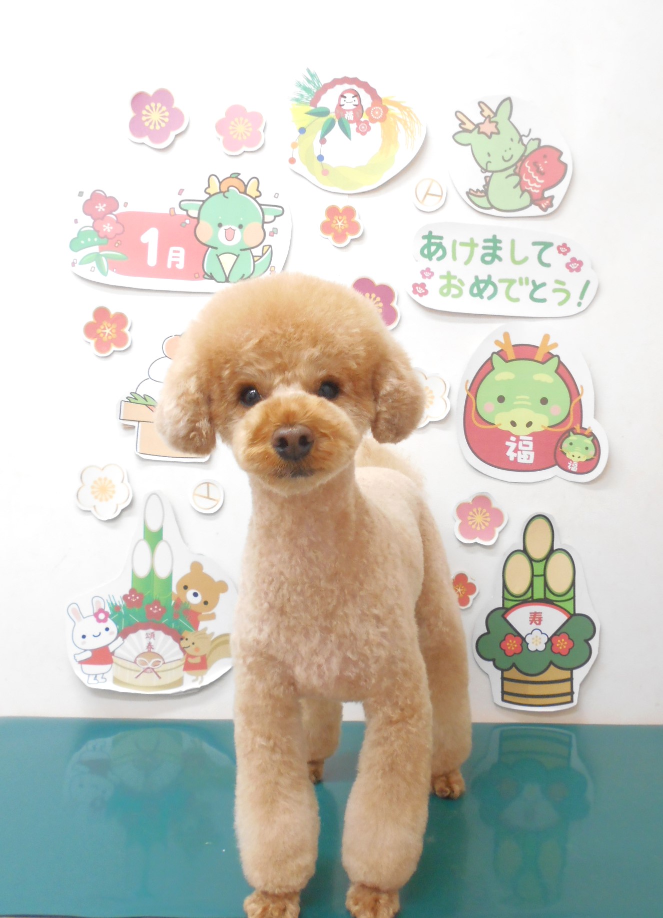 ティーカッププードルのトリミングカット シュシュどうぶつ病院の1枚目