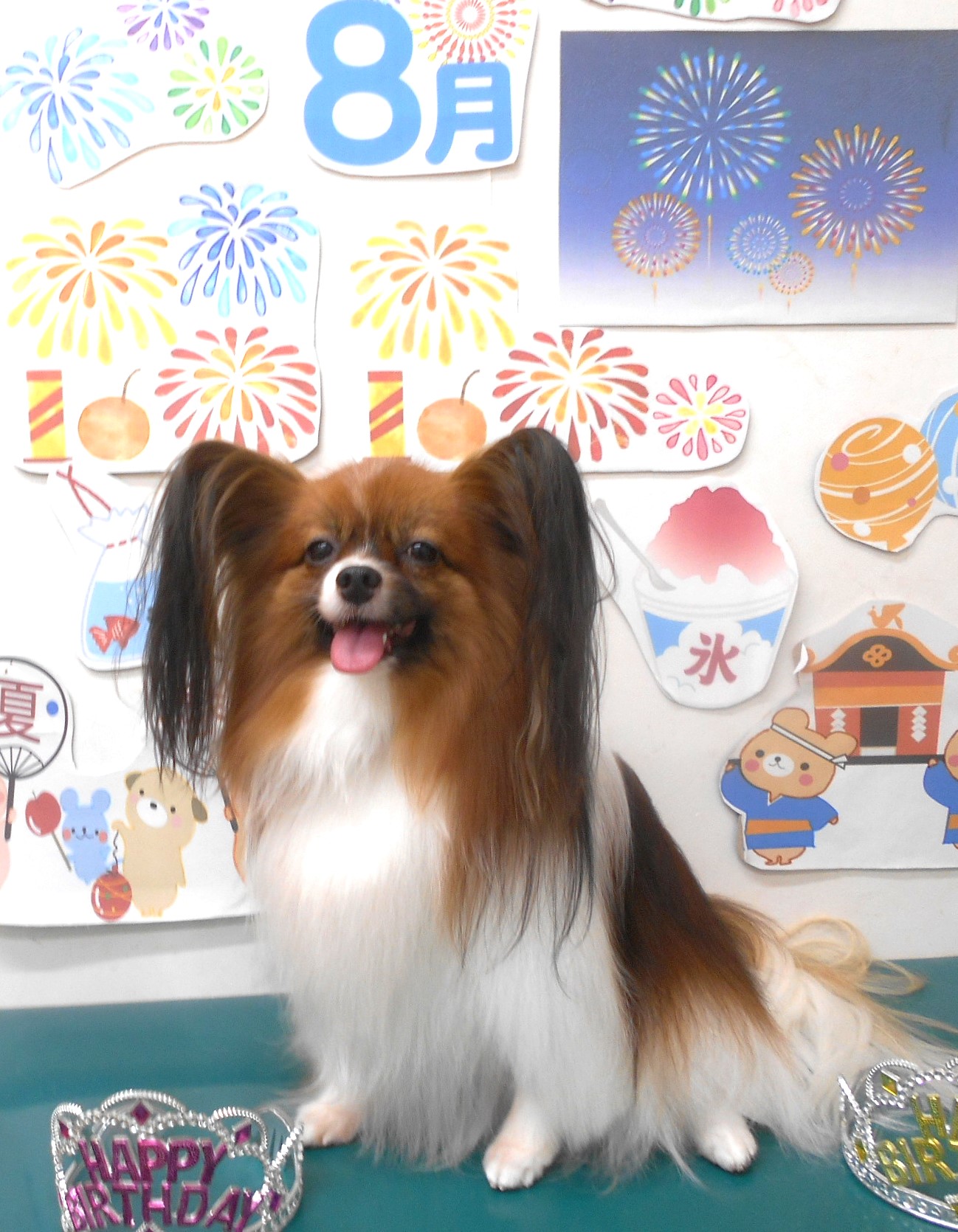パピヨンのトリミングカット シュシュどうぶつ病院の1枚目