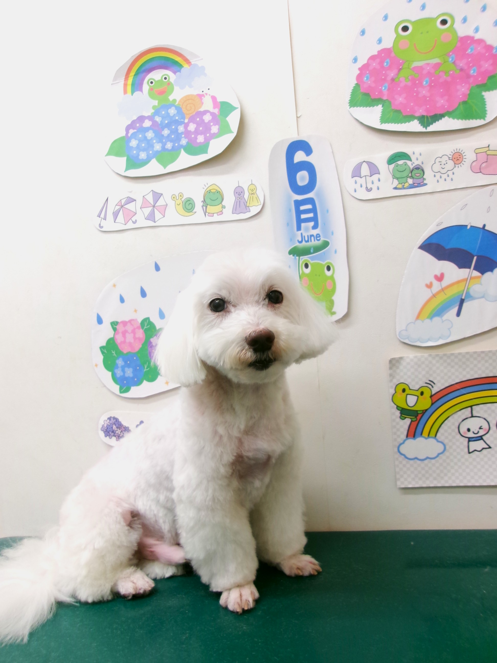 トリミングサロン シュシュどうぶつ病院のトリミングカット-10144の1枚目