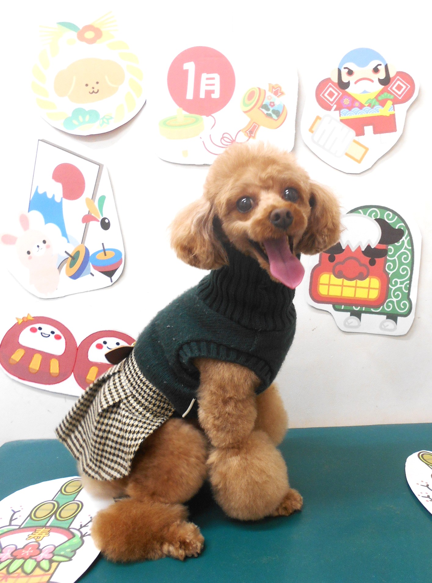 トリミングサロン シュシュどうぶつ病院のトリミングカット-9671の1枚目