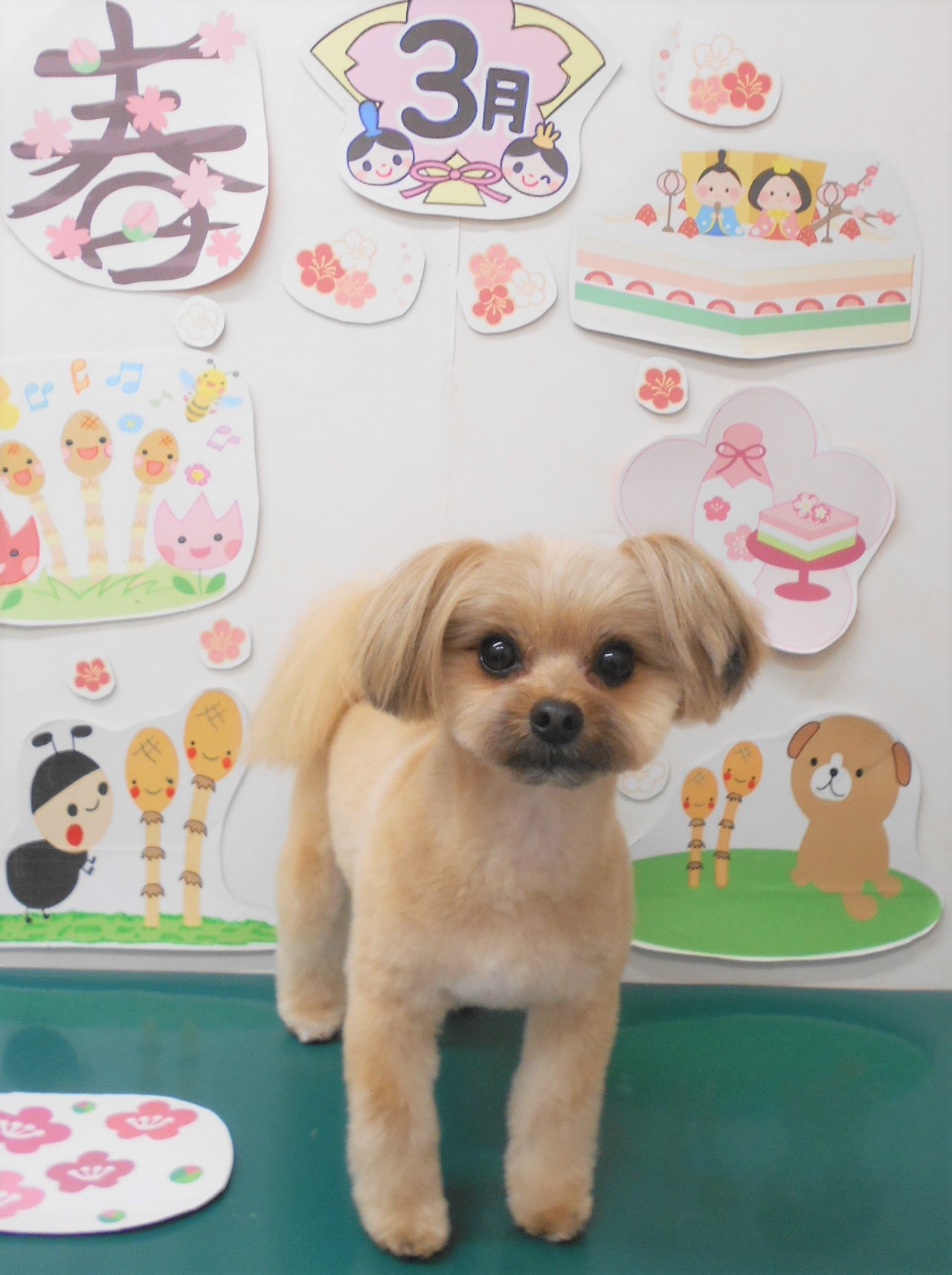 ミックス犬(その他)のトリミングカット シュシュどうぶつ病院の1枚目