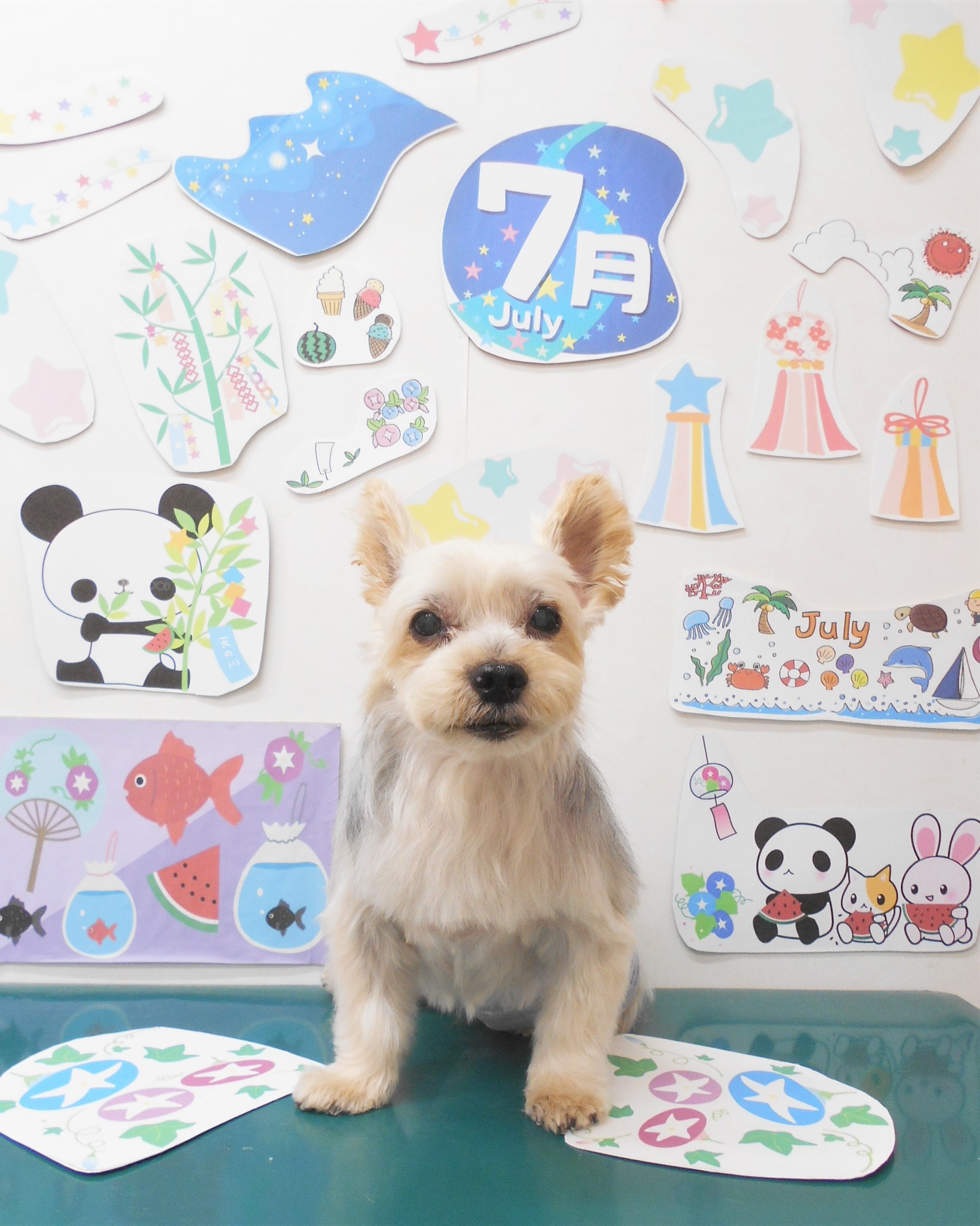 ヨークシャーテリアのトリミングカット シュシュどうぶつ病院の1枚目