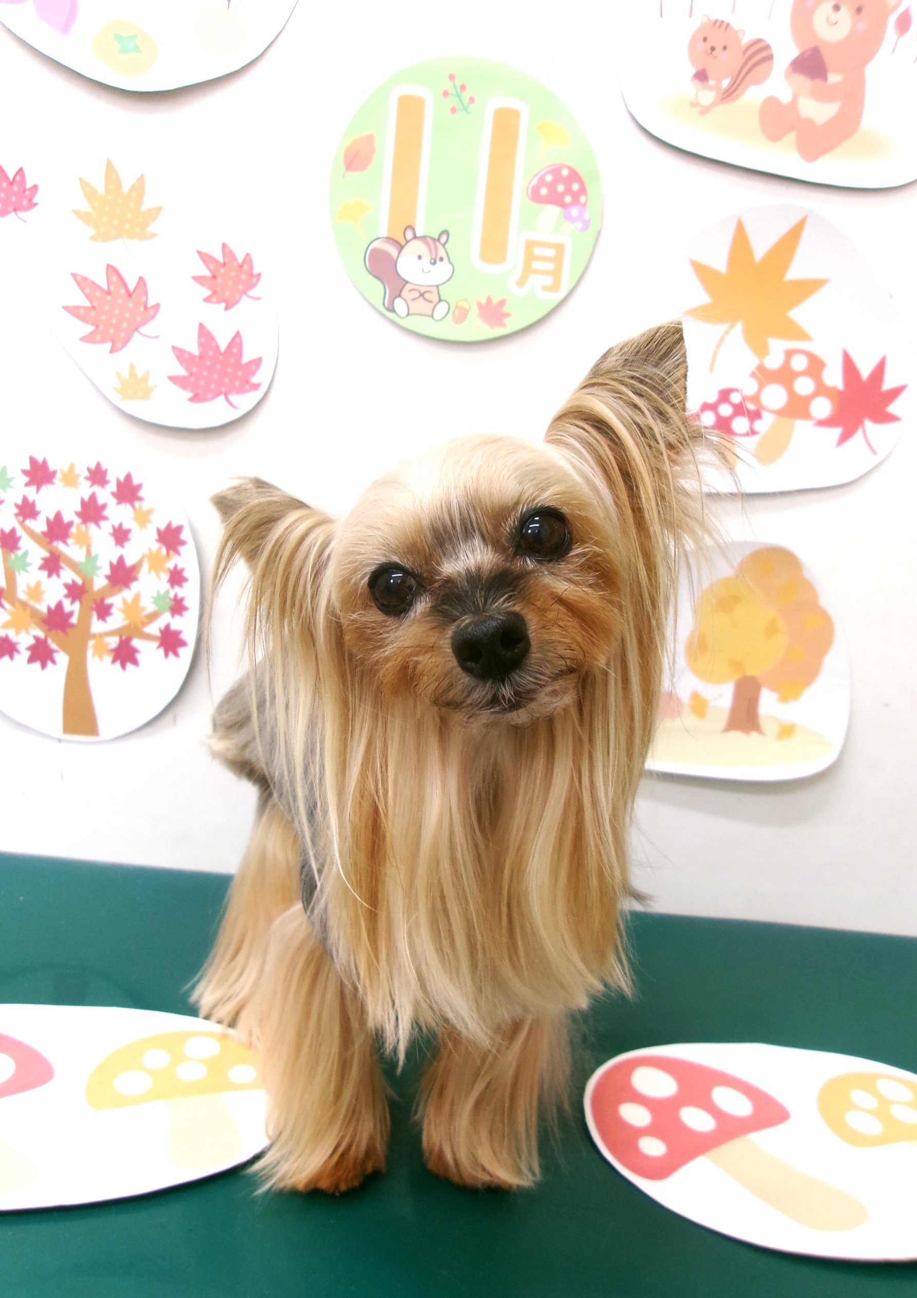 トリミングサロン シュシュどうぶつ病院のトリミングカット-10569の1枚目