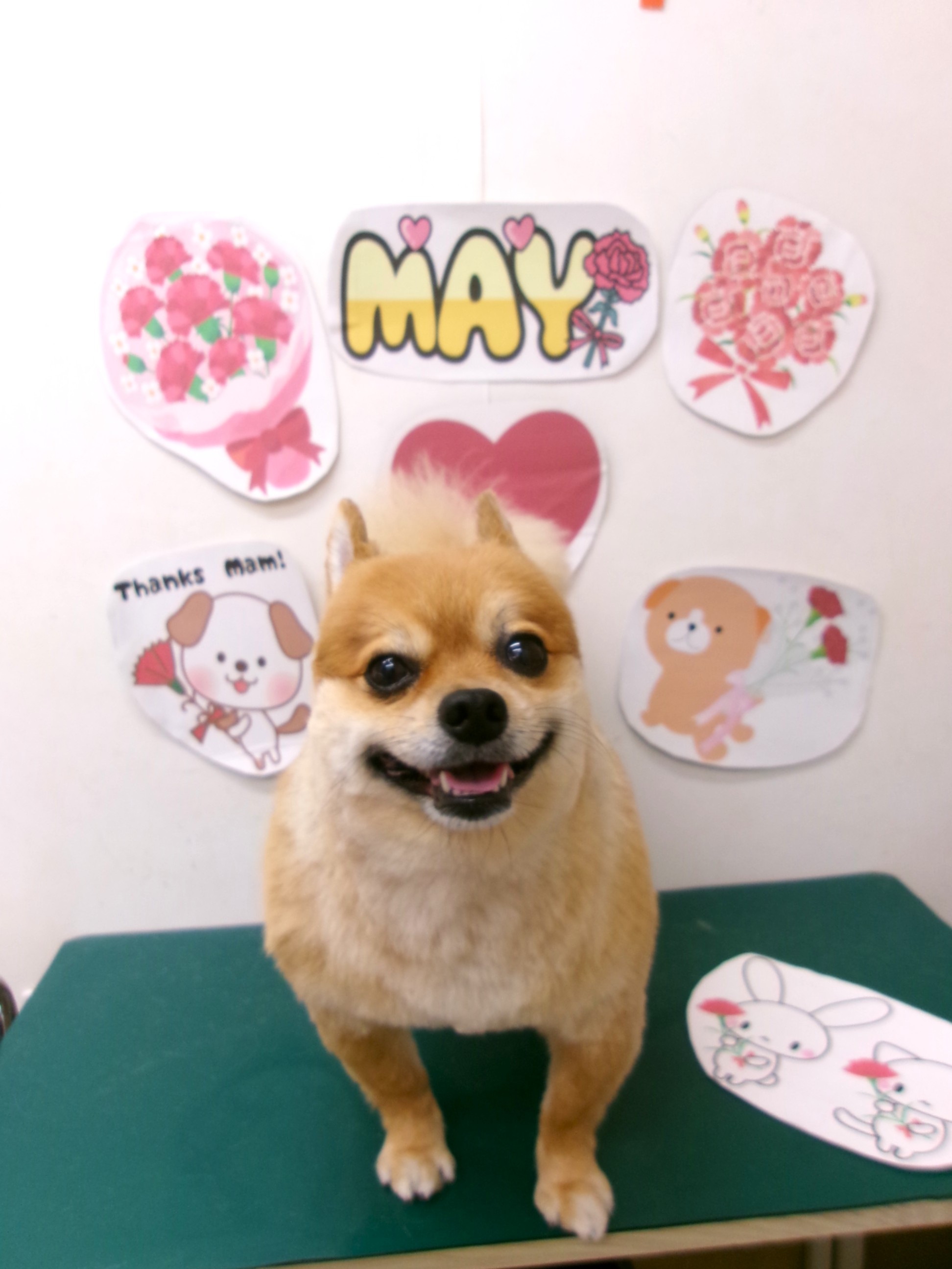 トリミングサロン シュシュどうぶつ病院のトリミングカット-10006の1枚目