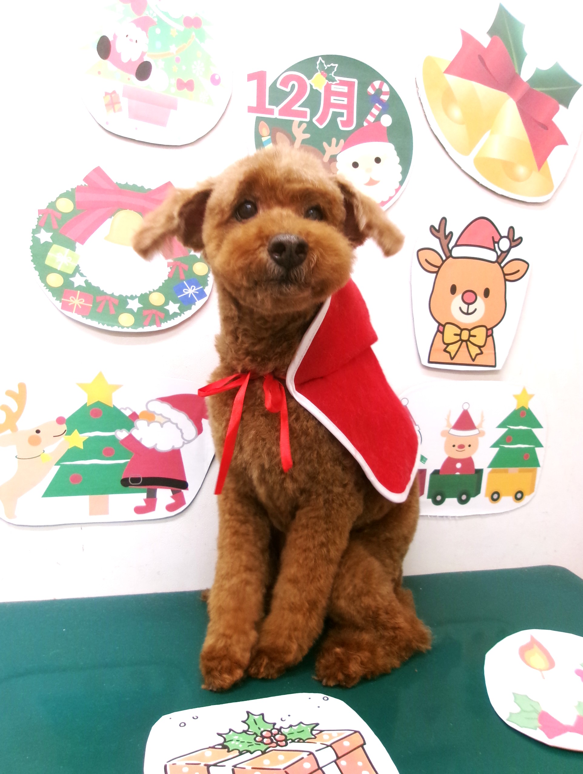 カット例 - シュシュどうぶつ病院