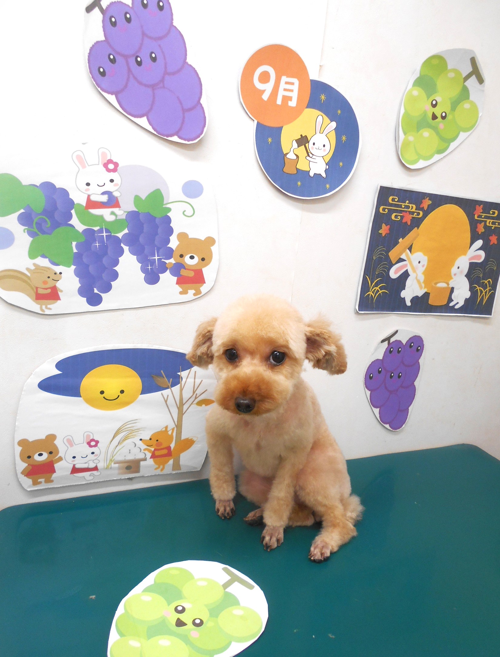 トイプードルのトリミングカット シュシュどうぶつ病院の1枚目