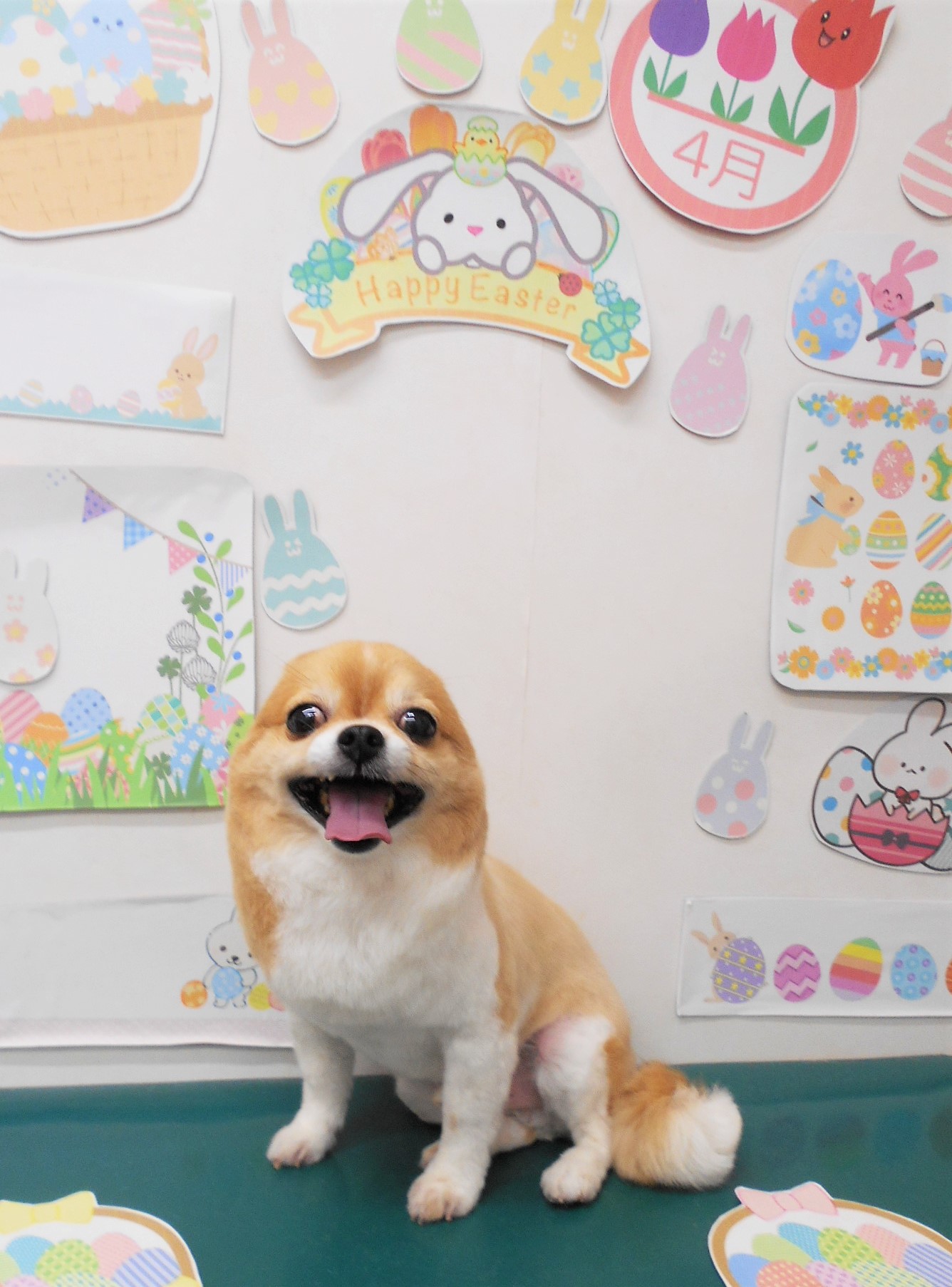 チワワのトリミングカット シュシュどうぶつ病院の1枚目