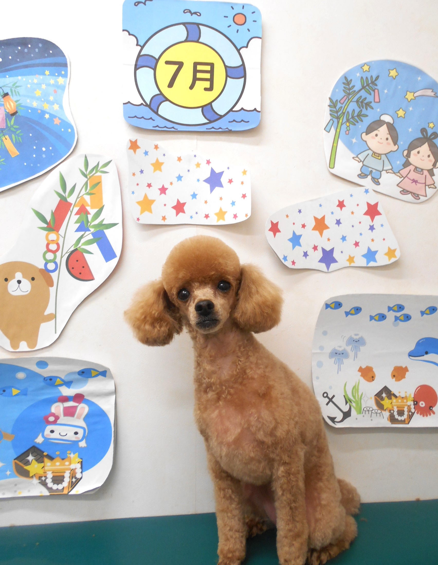 トイプードルのトリミングカット シュシュどうぶつ病院の1枚目