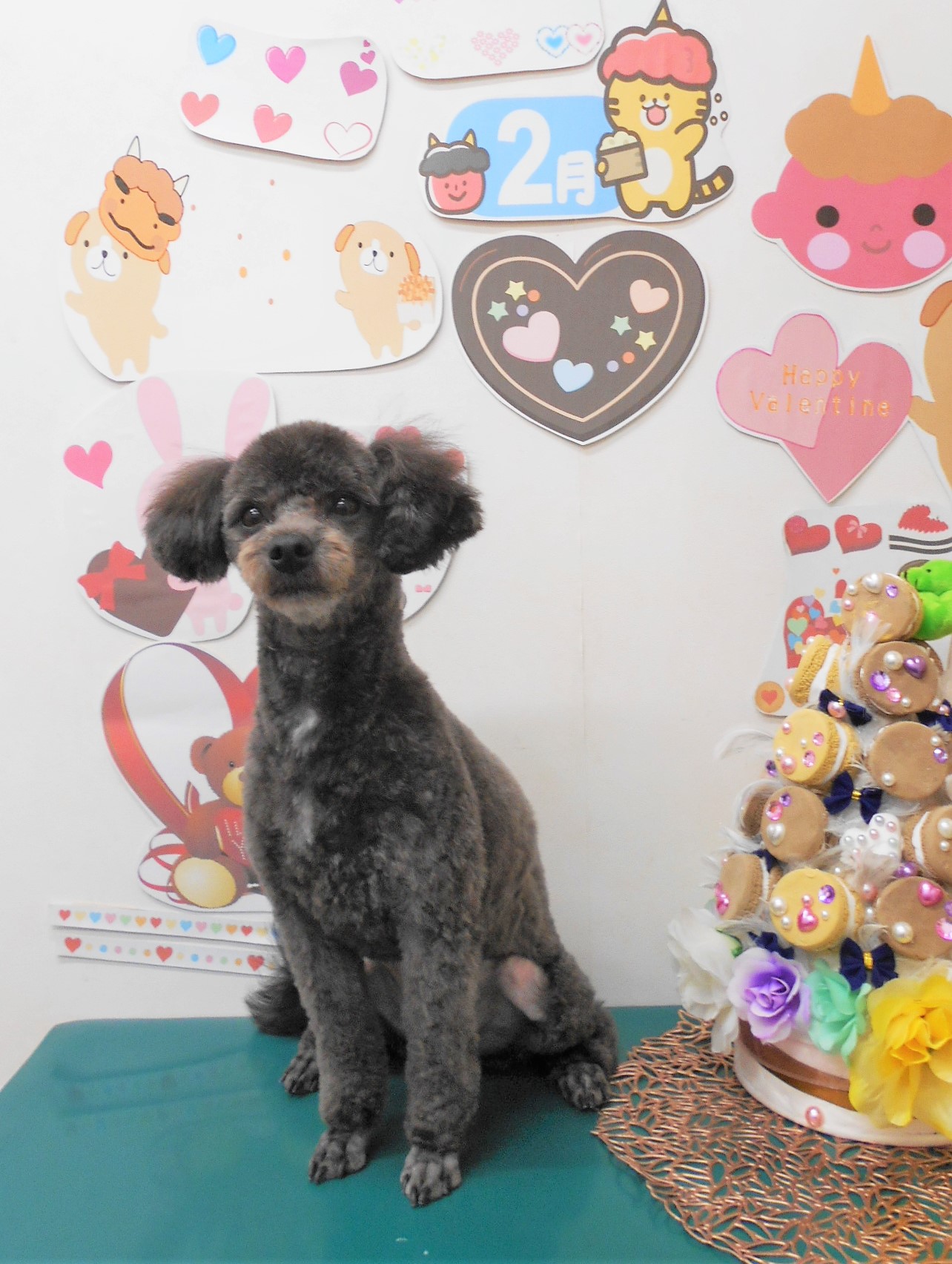 ミックス犬(その他)のトリミングカット シュシュどうぶつ病院の1枚目