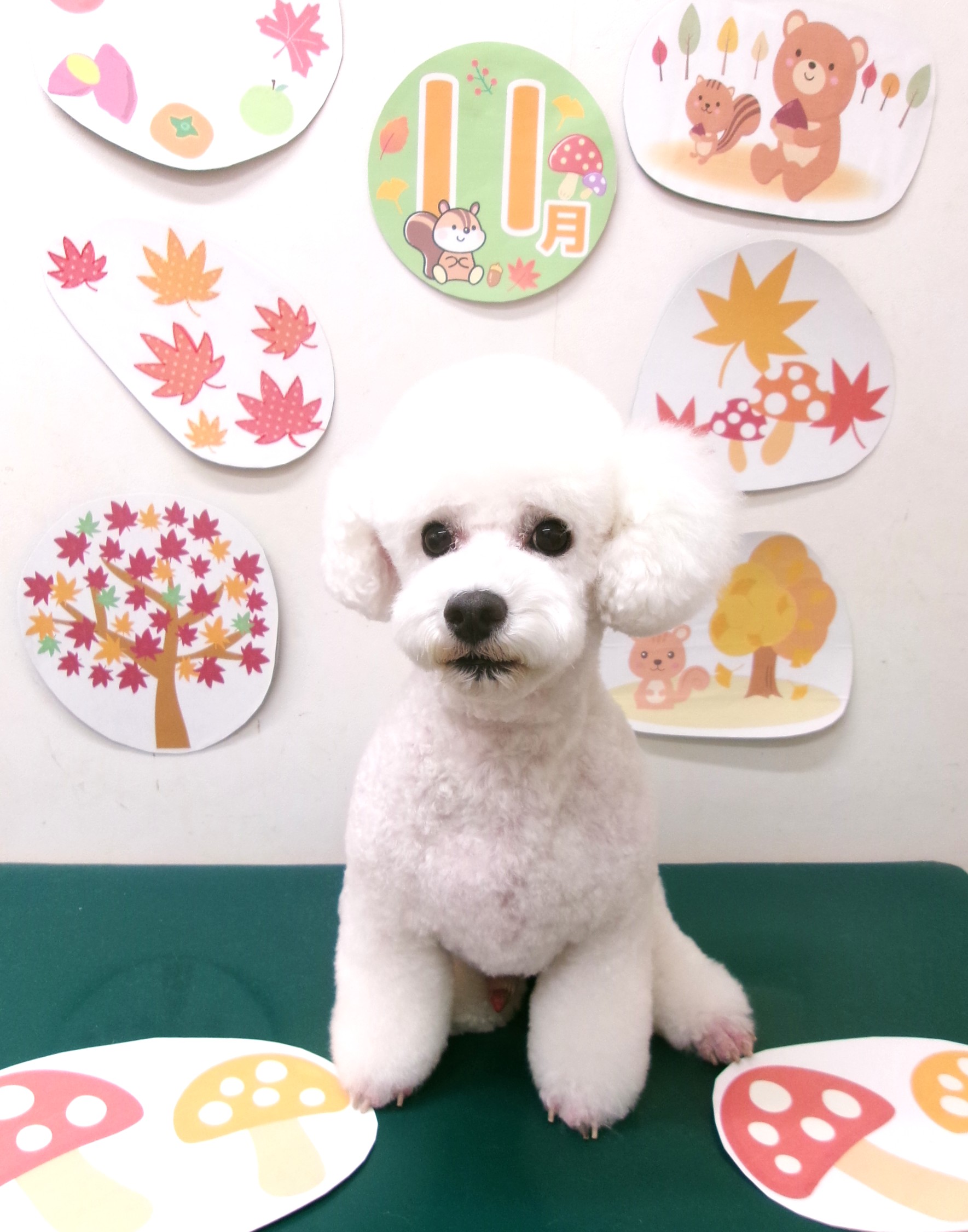 トリミングサロン シュシュどうぶつ病院のトリミングカット-10560の1枚目