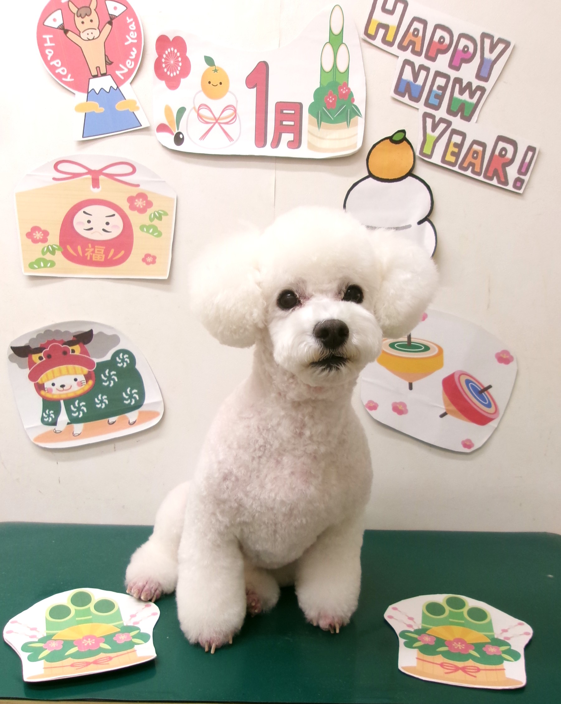 トイプードルのトリミングカット シュシュどうぶつ病院の1枚目