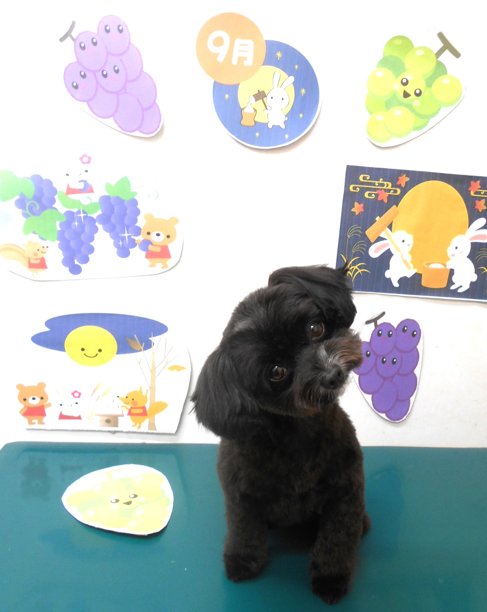 ミックス犬(その他)のトリミングカット シュシュどうぶつ病院の1枚目