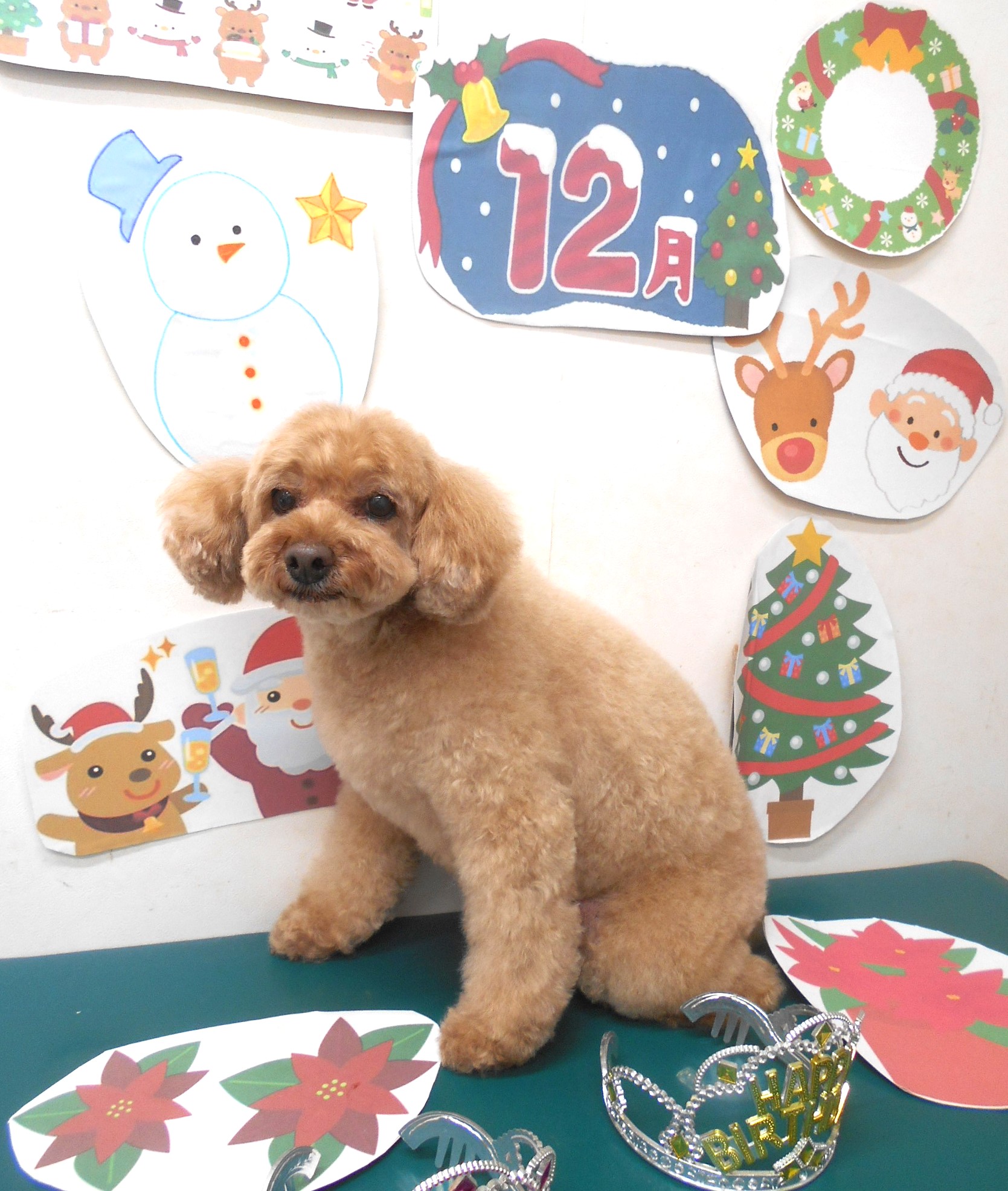 トリミングサロン シュシュどうぶつ病院のトリミングカット-9565の1枚目