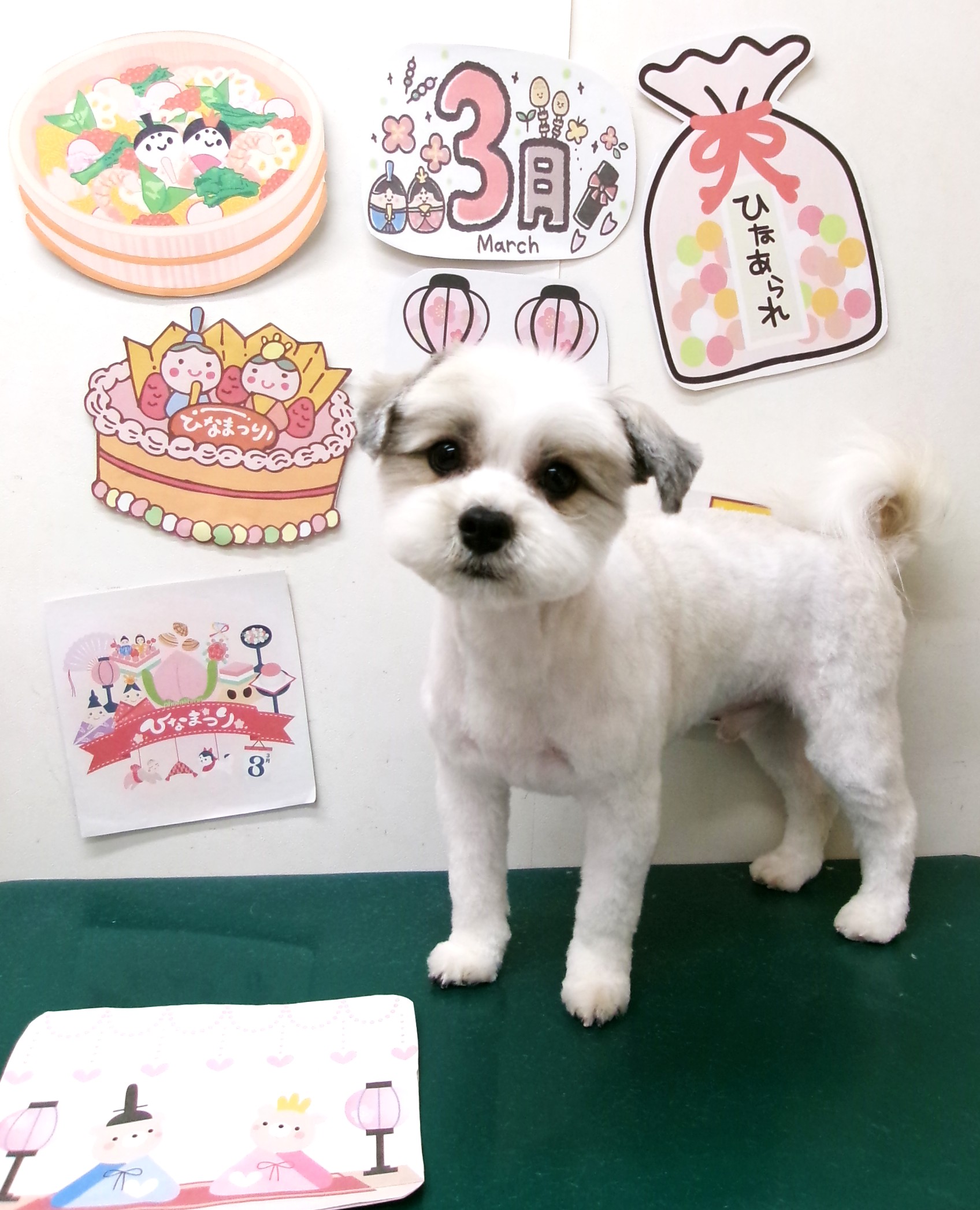トリミングサロン シュシュどうぶつ病院のトリミングカット-9853の1枚目