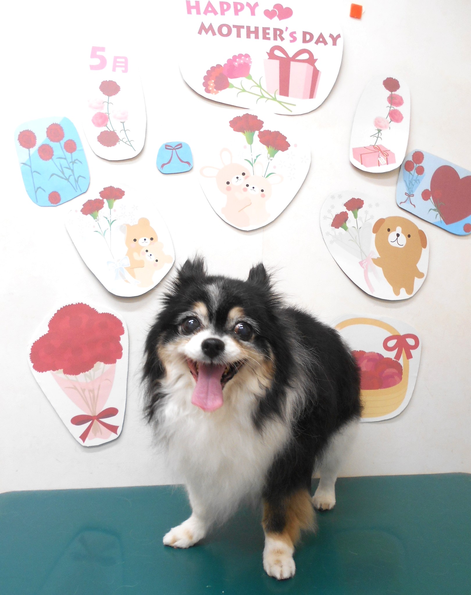 チワワのトリミングカット シュシュどうぶつ病院の1枚目