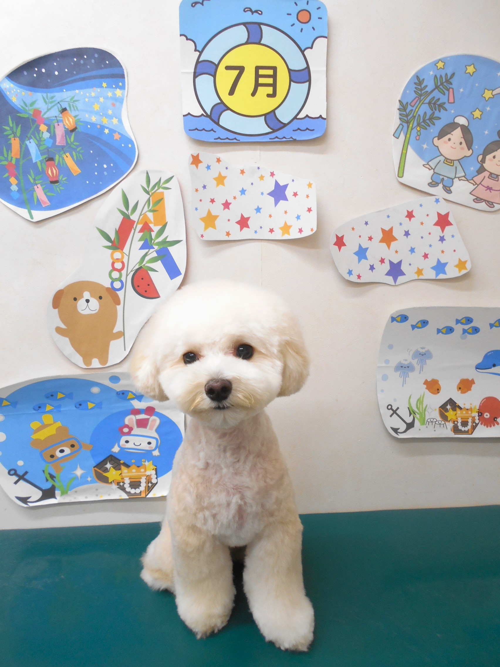 ミックス犬(その他)のトリミングカット シュシュどうぶつ病院の1枚目