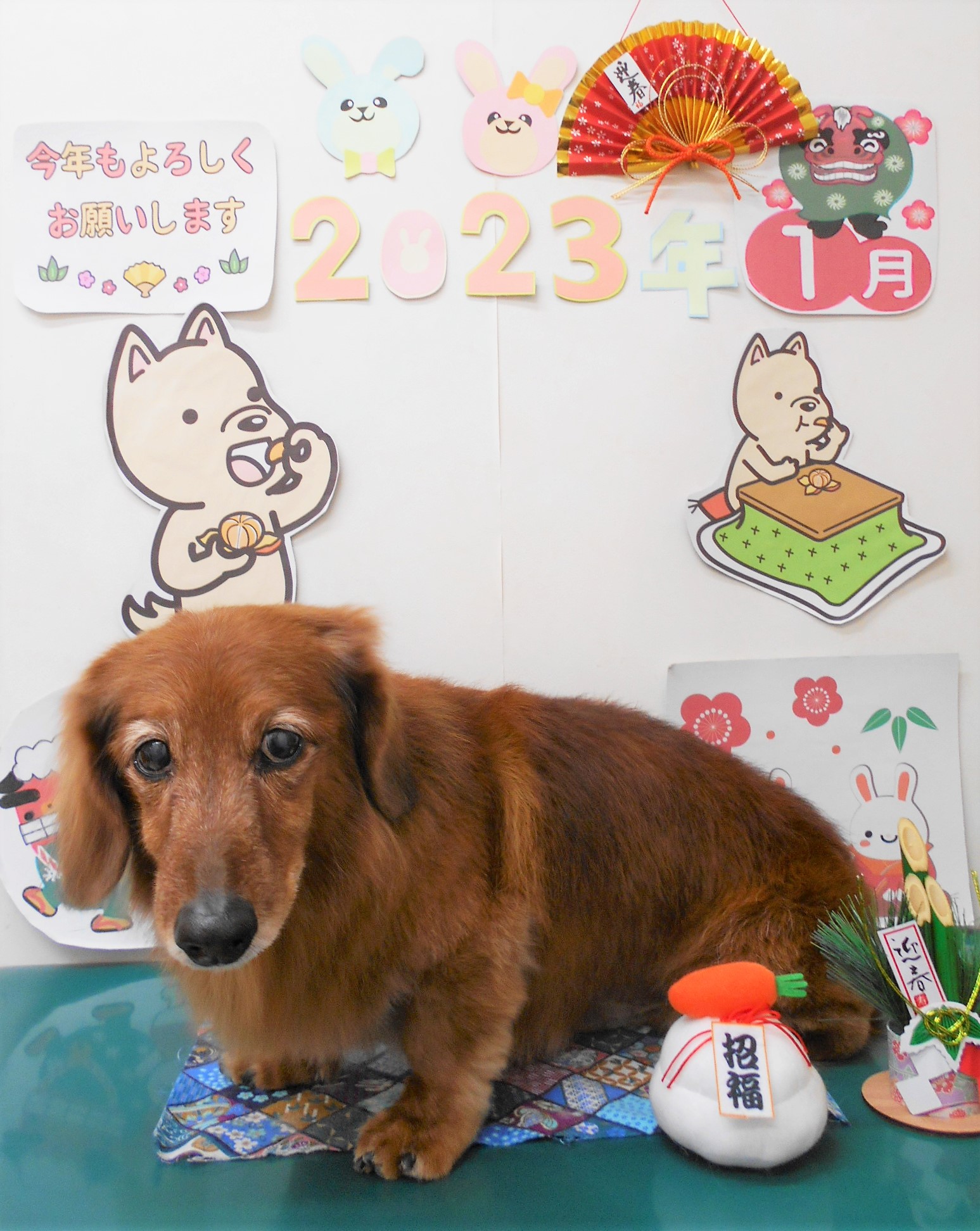 ミニチュアダックスフンドのトリミングカット シュシュどうぶつ病院の1枚目