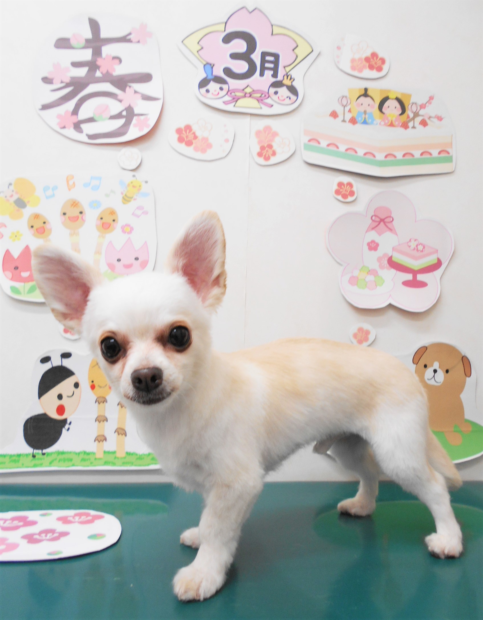 チワワのトリミングカット シュシュどうぶつ病院の1枚目