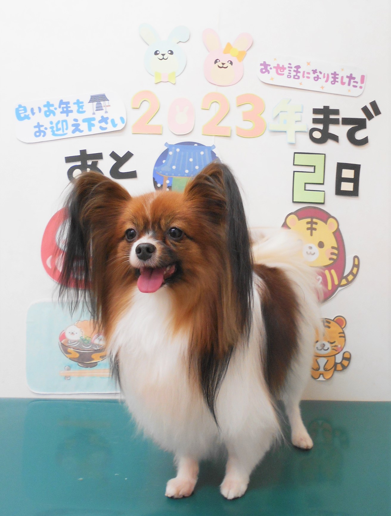 パピヨンのトリミングカット シュシュどうぶつ病院の1枚目