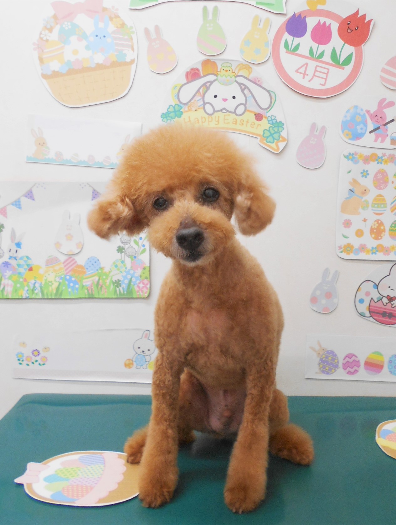 トイプードルのトリミングカット シュシュどうぶつ病院の1枚目