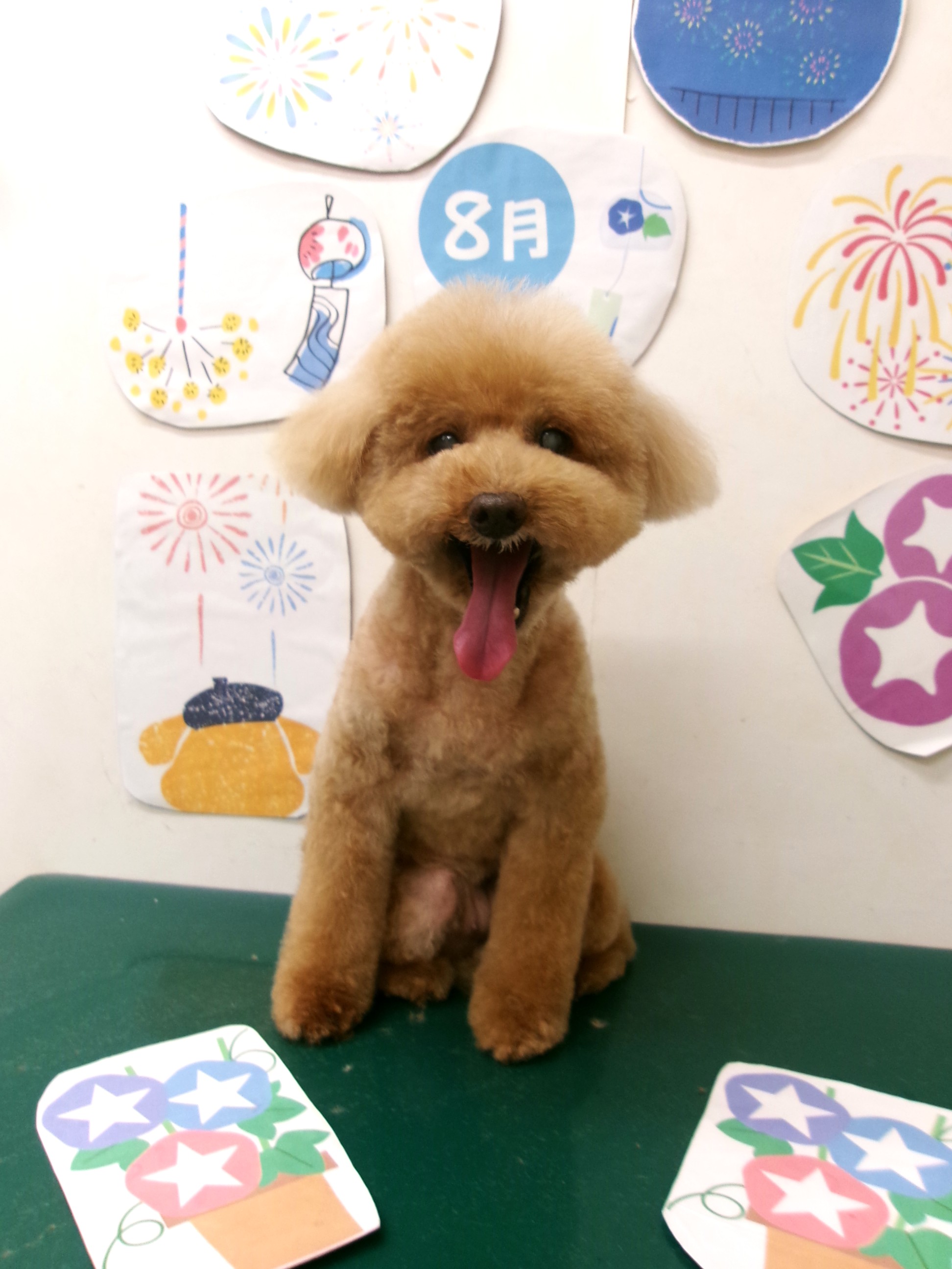 トリミングサロン シュシュどうぶつ病院のトリミングカット-10336の1枚目