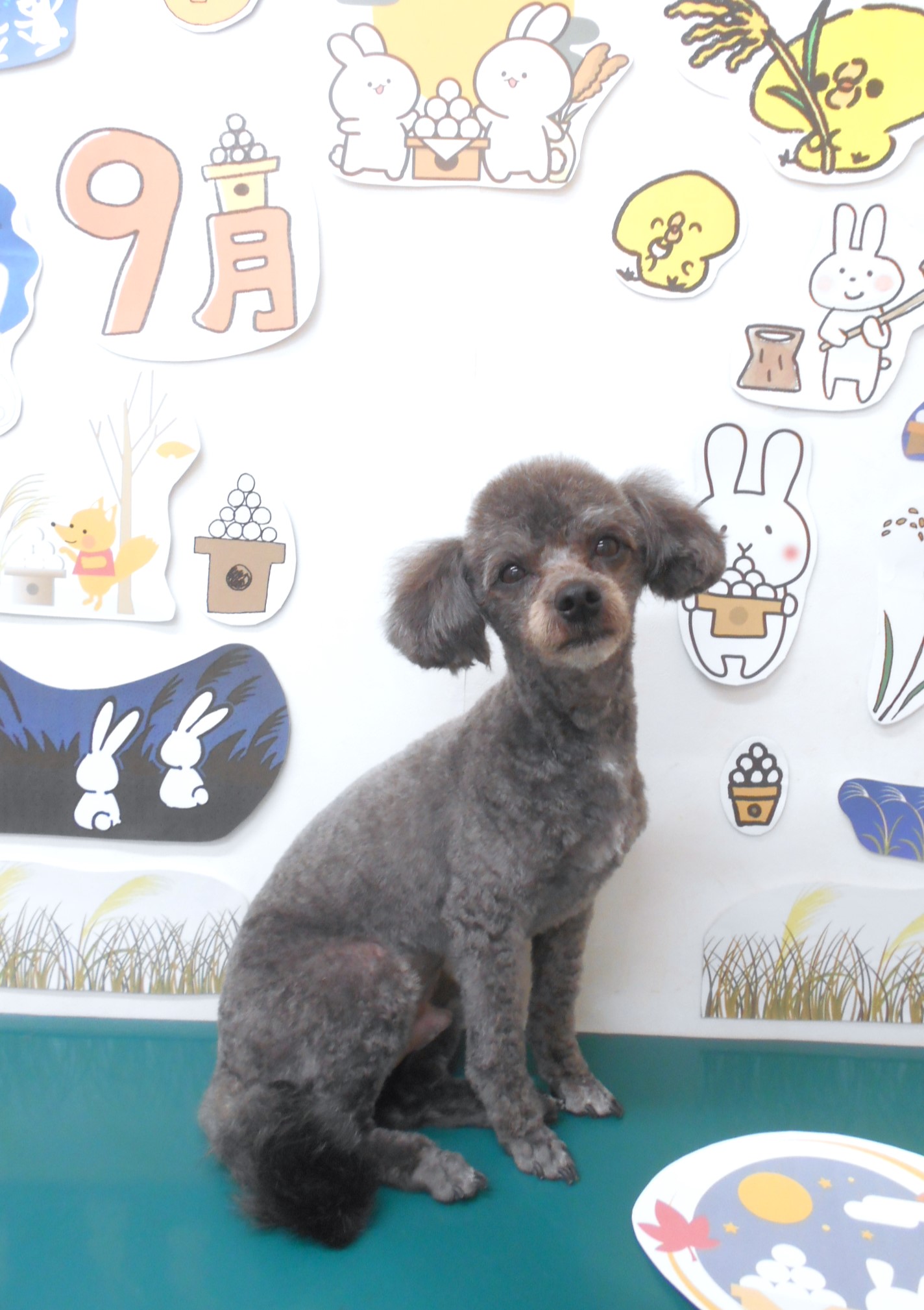 ミックス犬(その他)のトリミングカット シュシュどうぶつ病院の1枚目